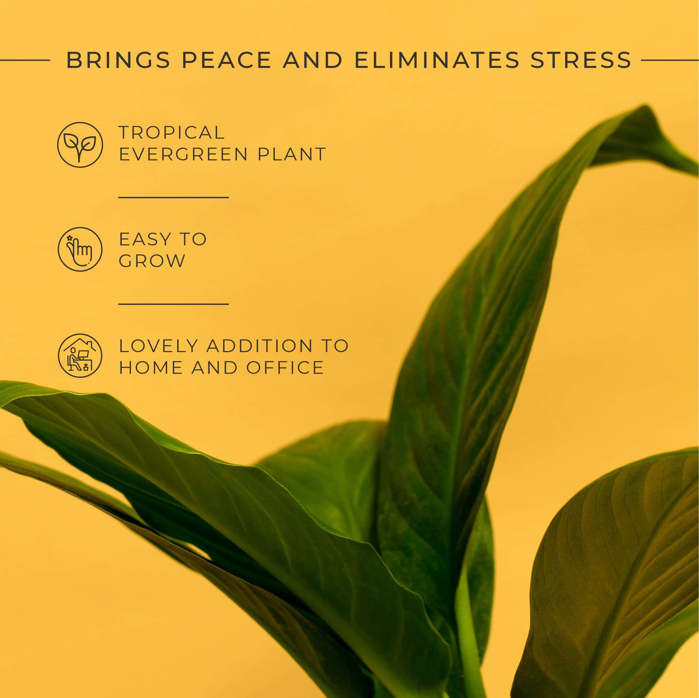 KYARI Peace Lily Indoor Plants for Living Room | Live Plants | Plants with Dusky Brown Pot for Home | Air purifier plants | Plants for Home Decor | Plants for garden | Indoor Plants for bedroom 4