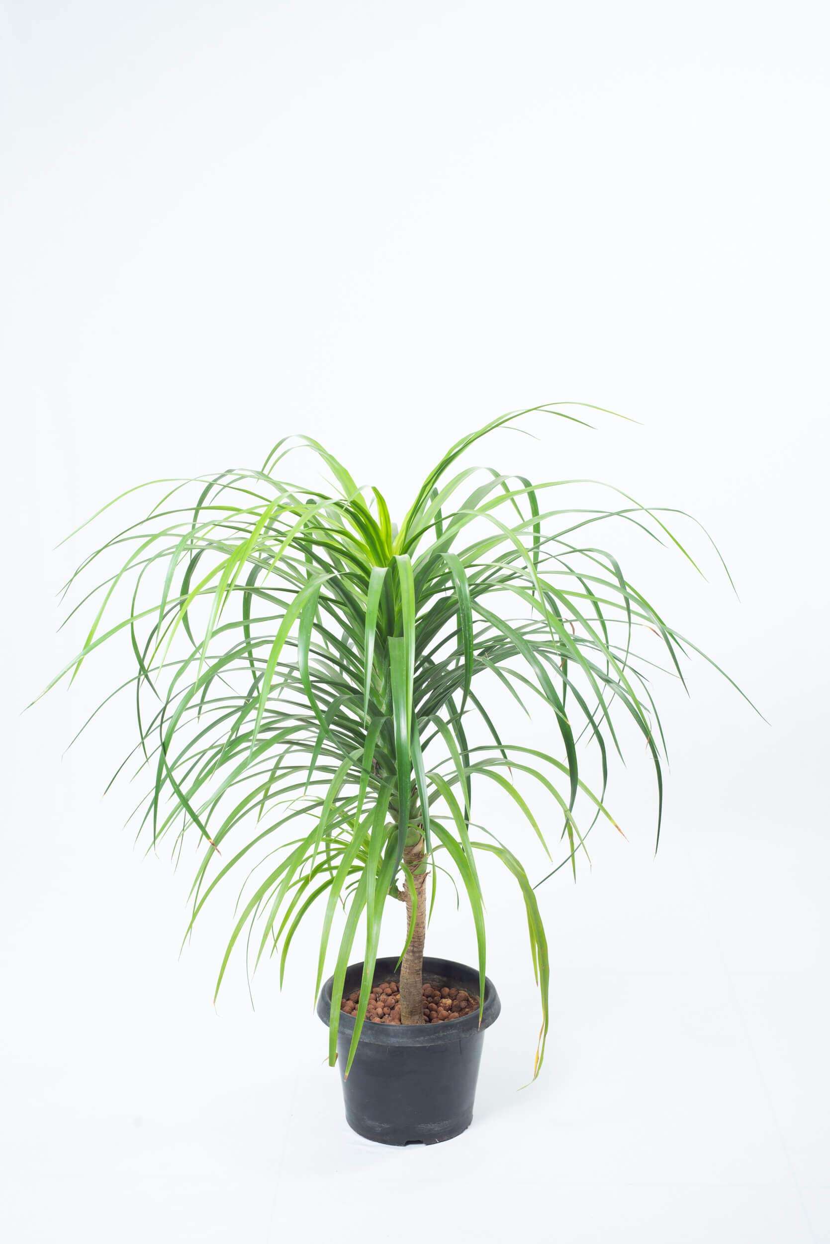 Garden Art Dracaena Draco Indoor Housing Plant Air Purifier Plant(pack of 1 healthy plant) 3