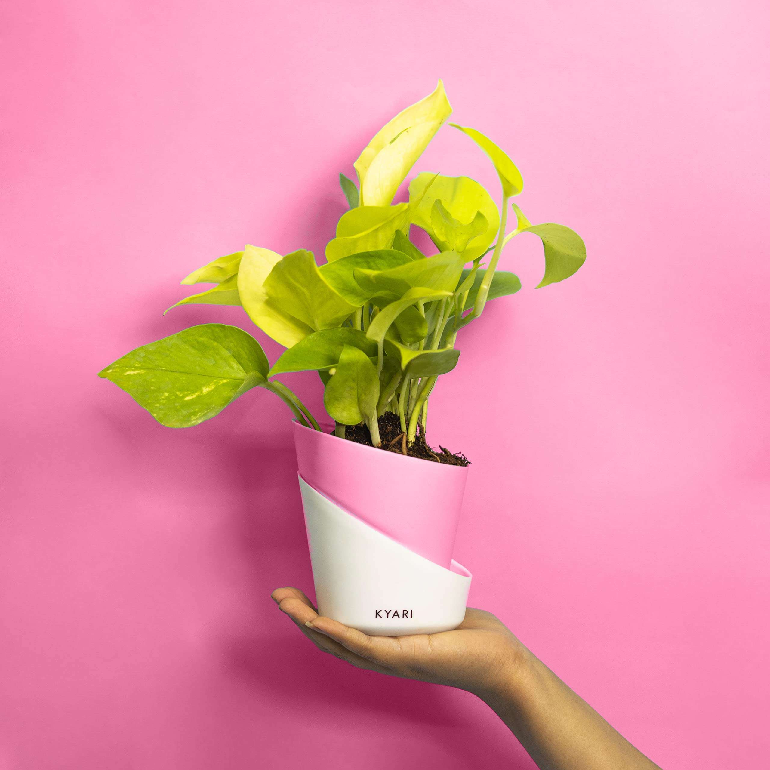 KYARI Golden Money Indoor Plants for Living Room | Live Plants | Plants with Baby Pink Self Watering Pot for Home | Air purifier plants | Plants for Home Decor | Plants for Garden & bedroom 1