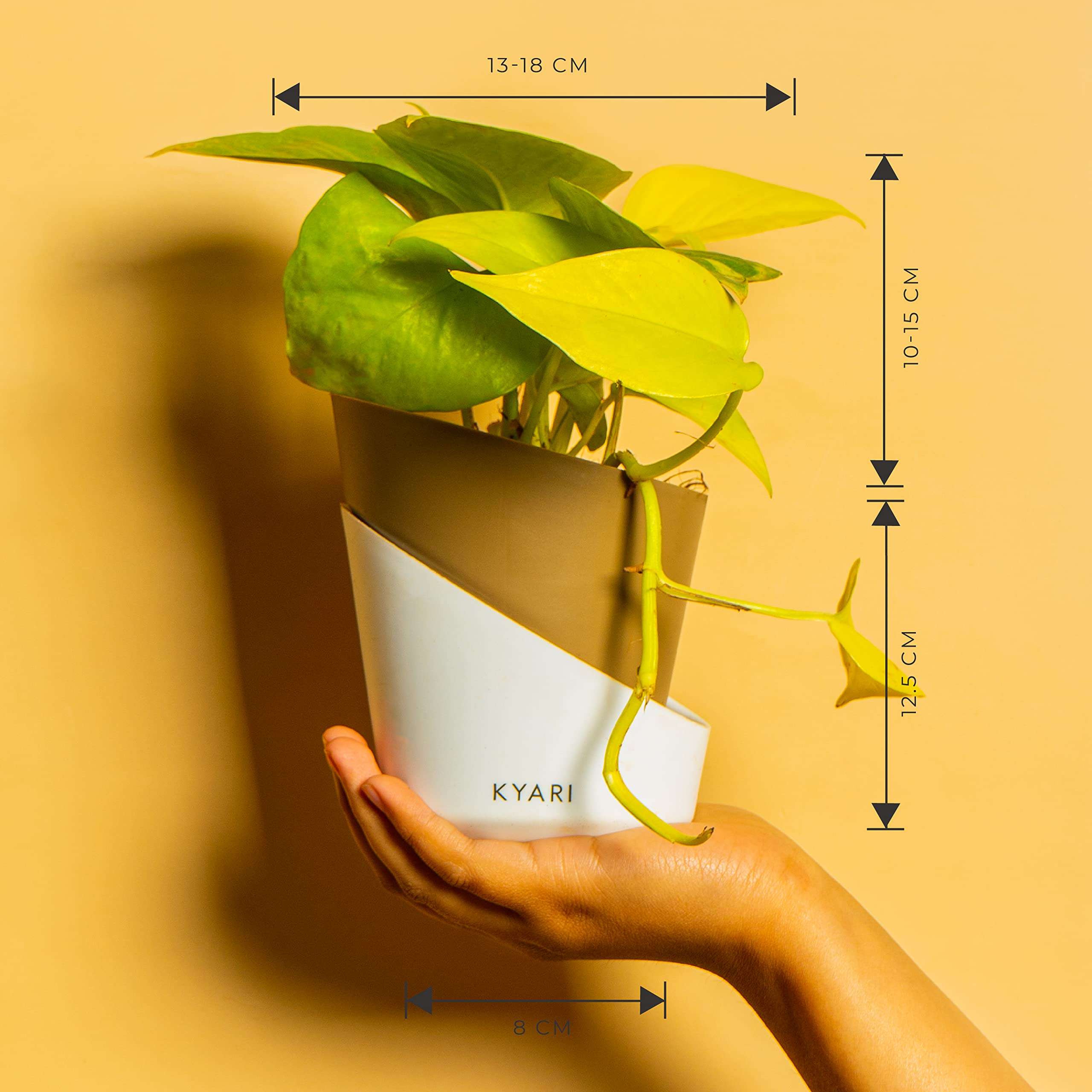 KYARI Golden Money Indoor Plants for Living Room | Live Plants | Plants with Dusky Brown Self Watering Pot for Home | Air purifier plants | Plants for Home Decor | Plants for Garden & bedroom 6