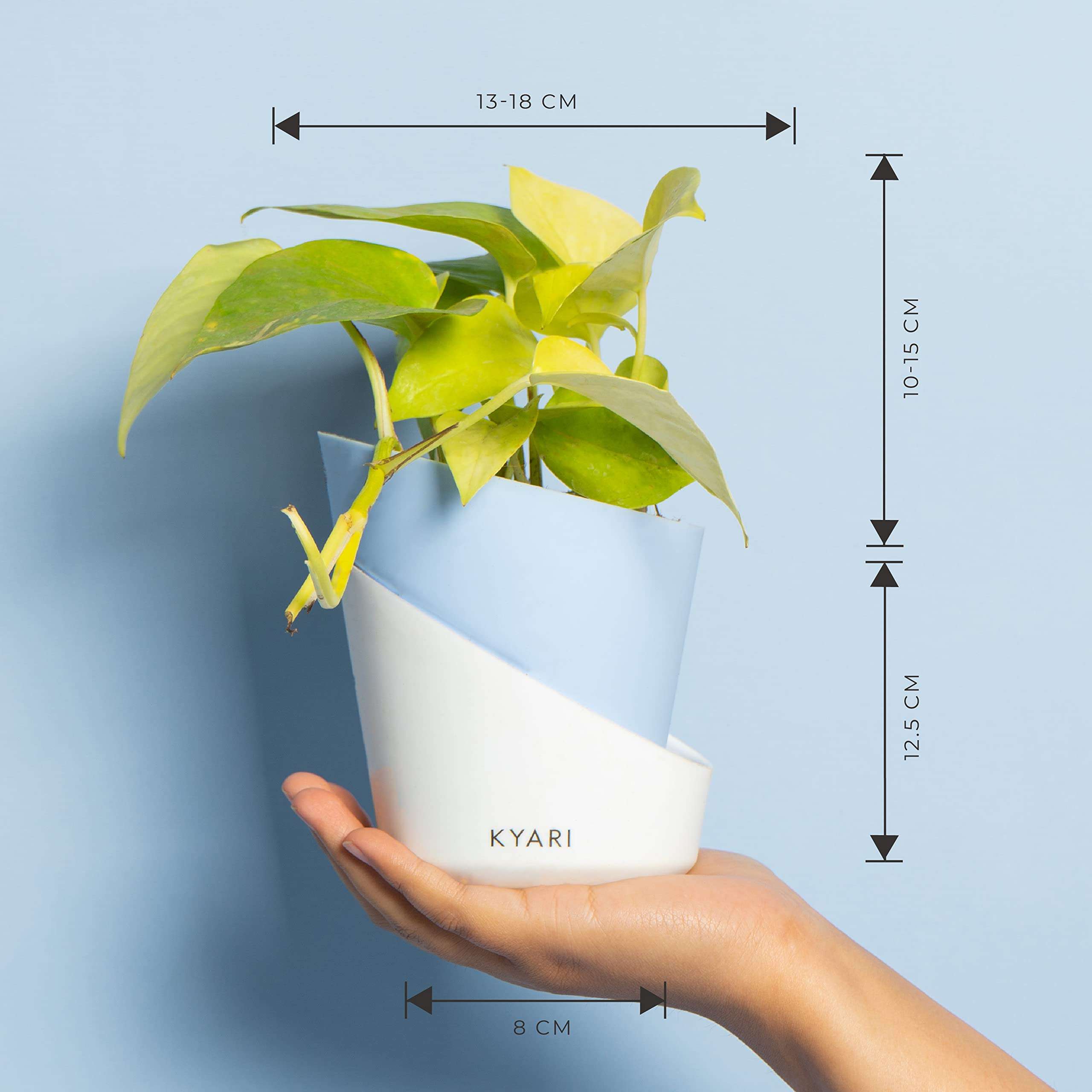 KYARI Golden Money Indoor Plants for Living Room | Live Plants | Plants with Baby Blue Self Watering Pot for Home | Air purifier plants | Plants for Home Decor | Plants for Garden & bedroom 6