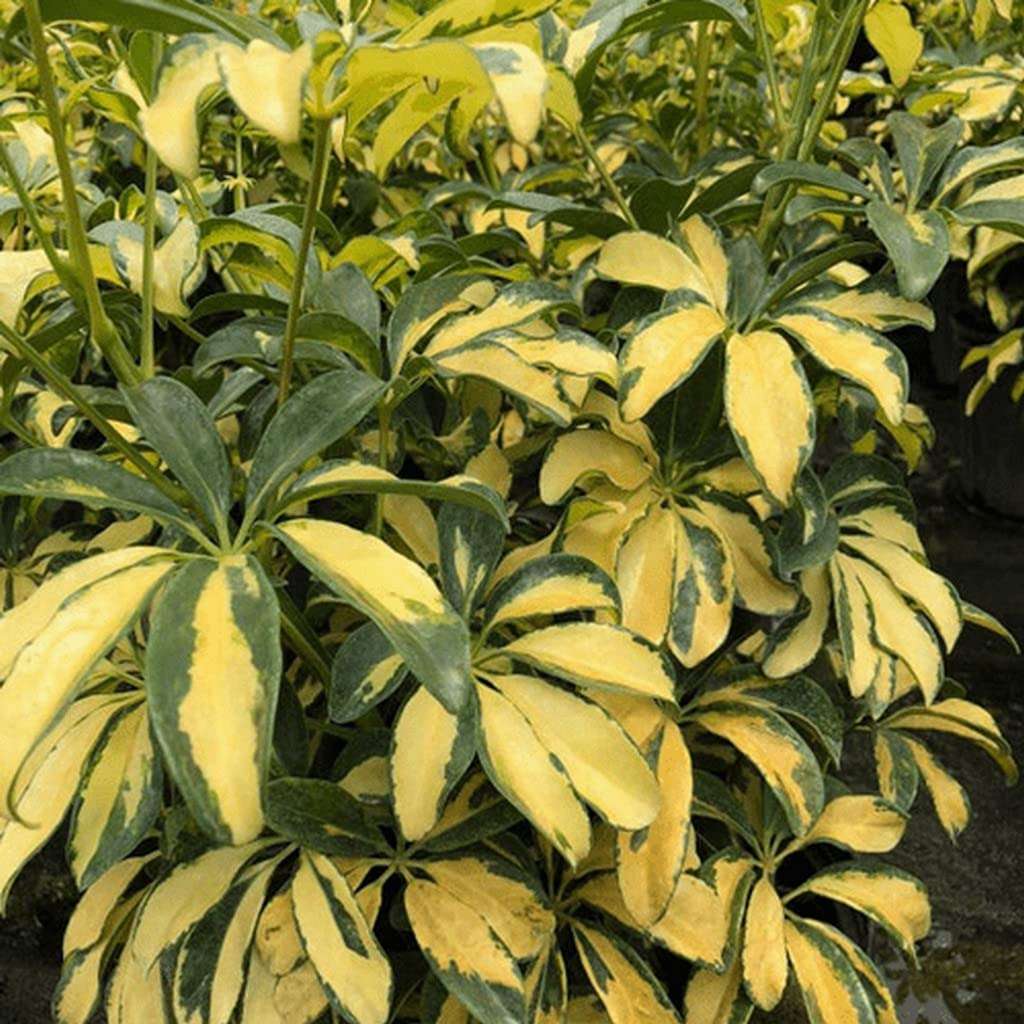 OhhSome Variegated Schefflera (Schefflera Arboricola) Indoor Plants For Entryway Healthy Live (Healthy Live Plant) 4