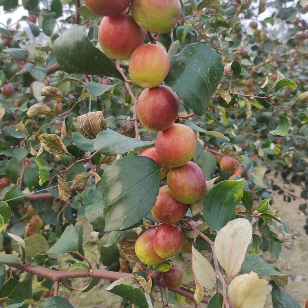 Nursery Live Rare Apple Ber Fruit/Jujube Fruit (" Miss India, Grafted Hybrid) Exotic 1 Live Fruit Plant 2