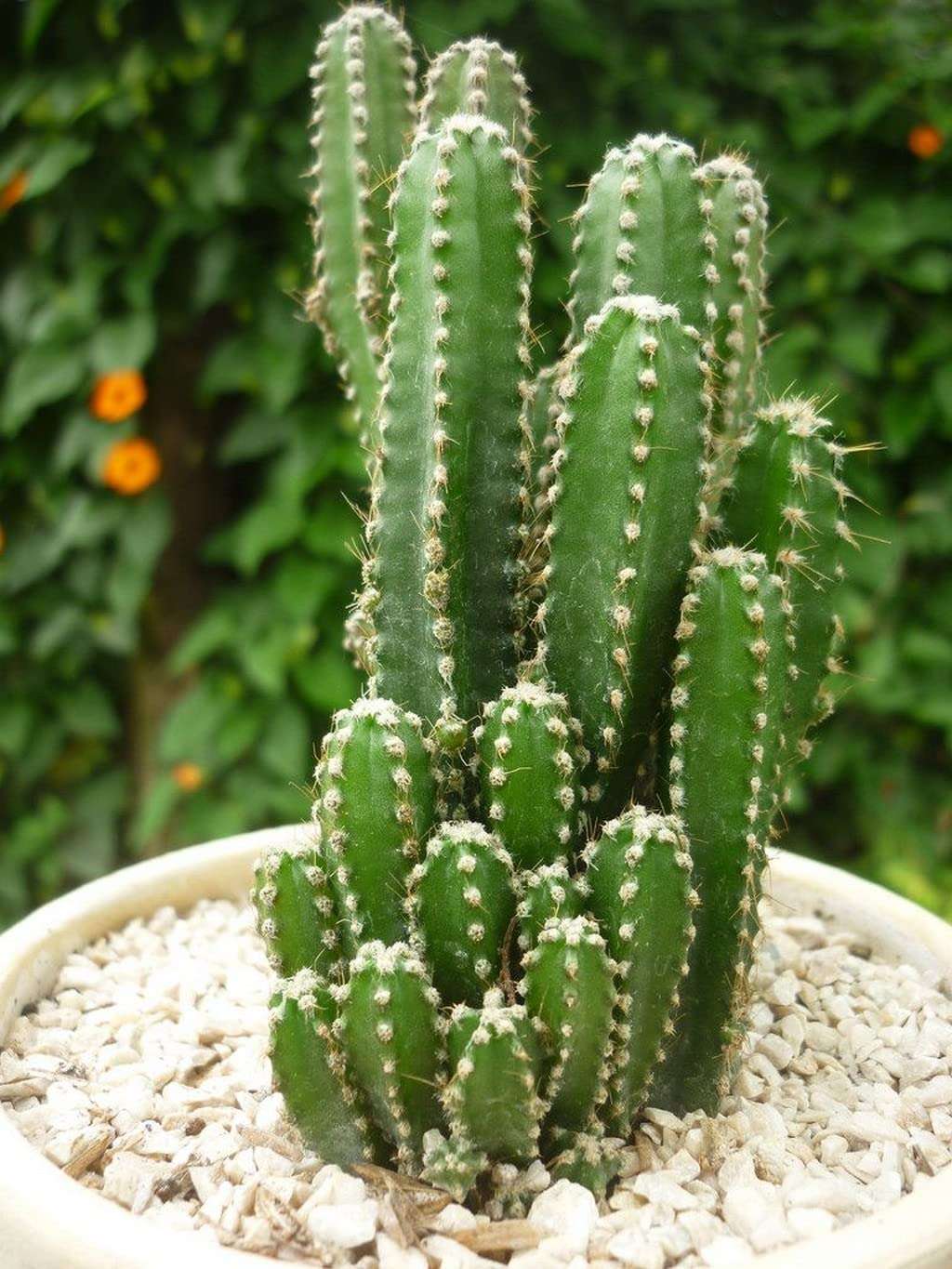 Creative Farmer Good Indoor Small Cactus Cereus ‘Florida’(Fairy Castle), 5.5 Cm Pot Artificial Plant With (Balcony Healthy Live Plant) 4