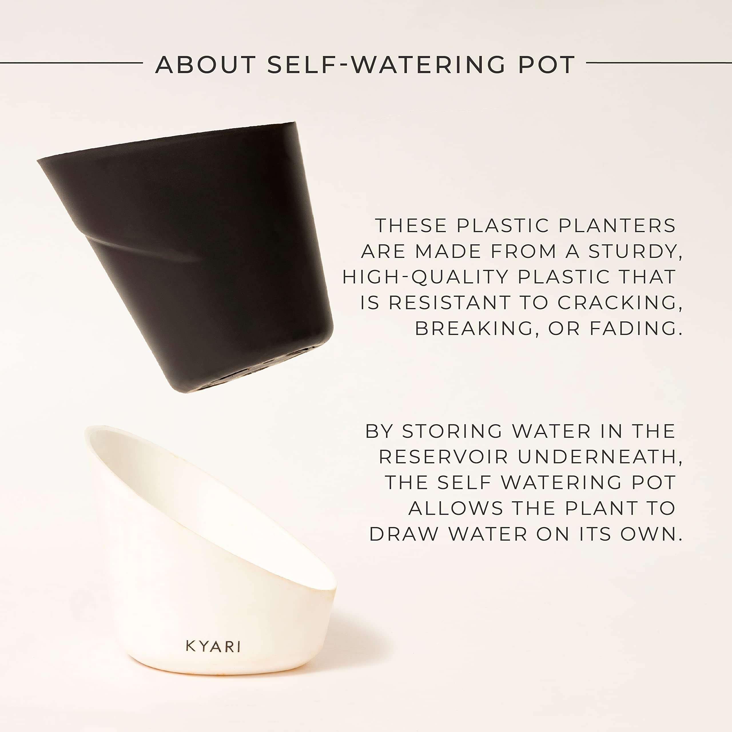 KYARI Golden Money Indoor Plants for Living Room | Live Plants | Plants with Matte Black Self Watering Pot for Home | Air purifier plants | Plants for Home Decor | Plants for Garden & bedroom 5