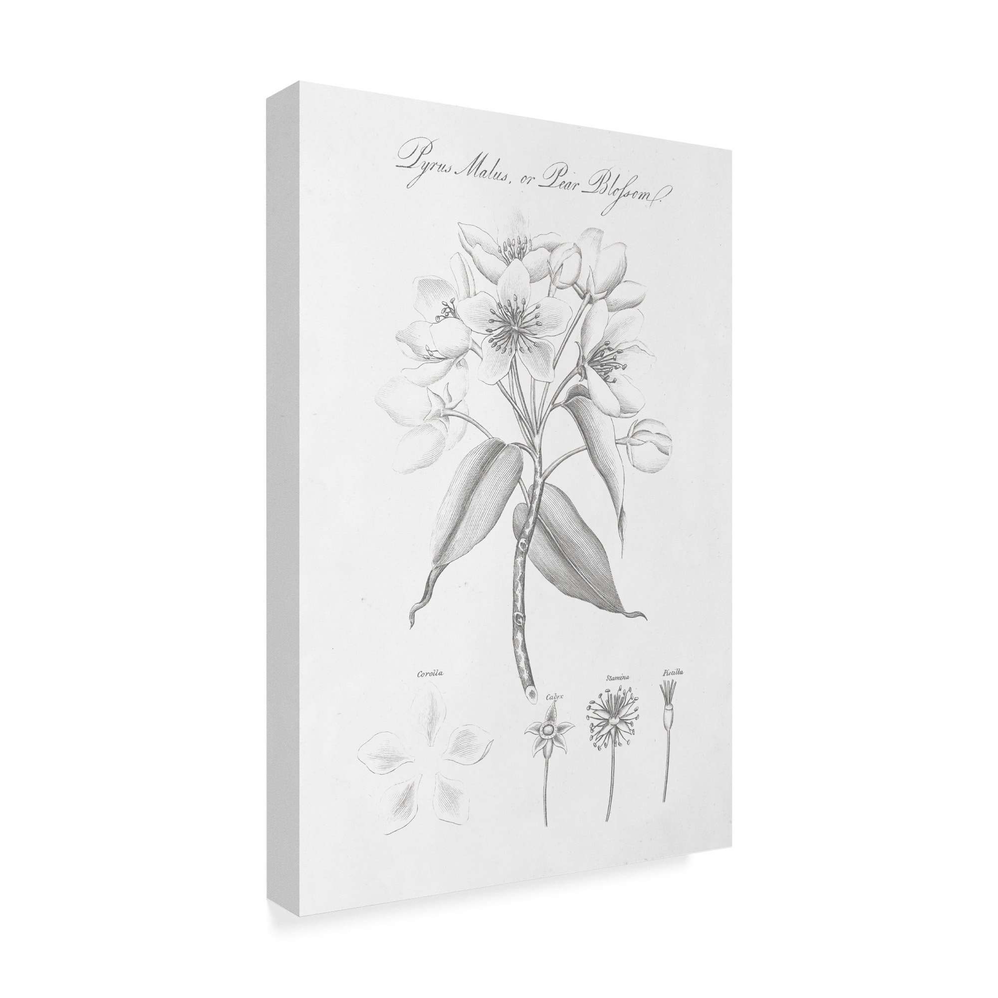 Trademark Fine Art Wild Apple Portfolio Fine Art, Multicolor 2