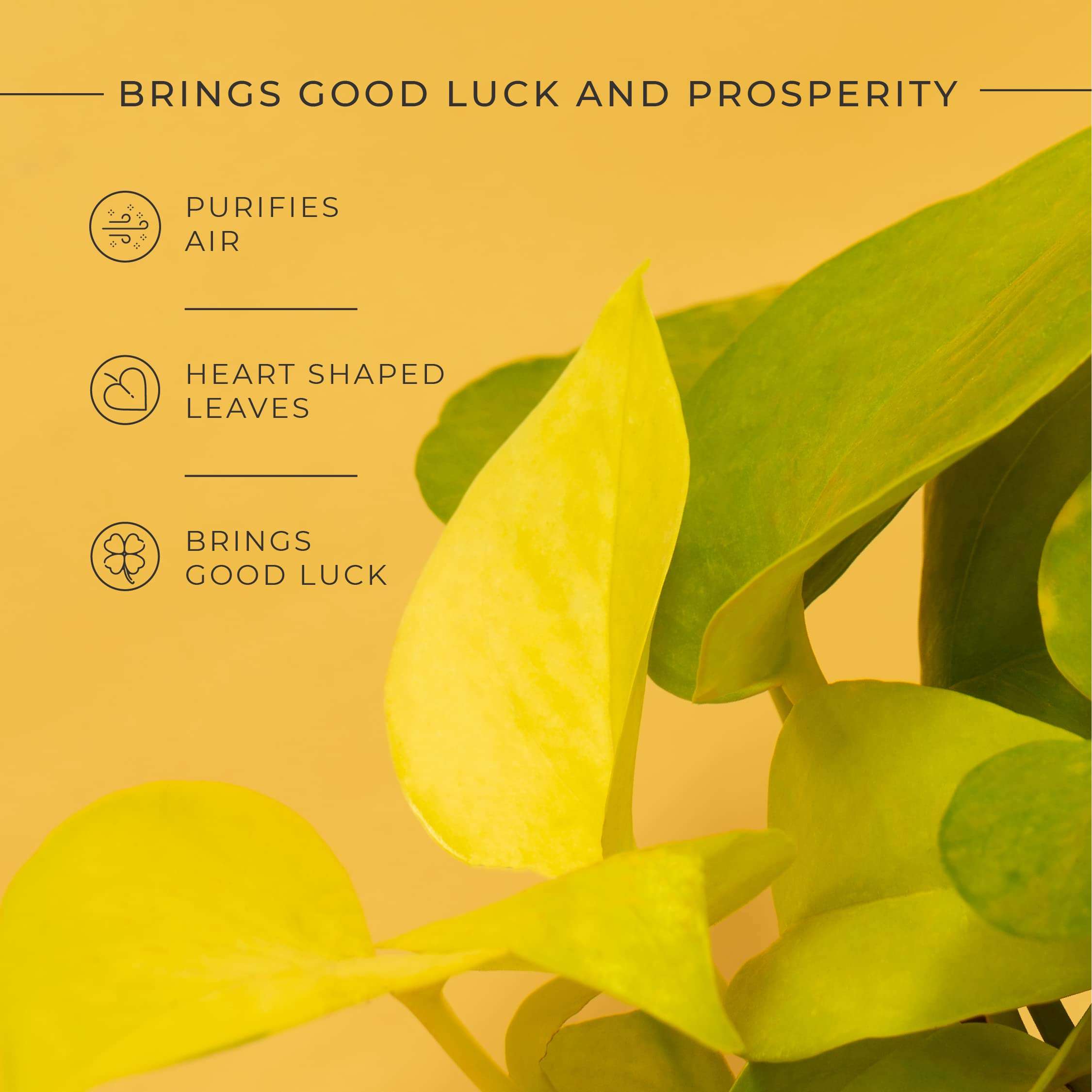 KYARI Golden Money Indoor Plants for Living Room | Live Plants | Plants with Dusky Brown Self Watering Pot for Home | Air purifier plants | Plants for Home Decor | Plants for Garden & bedroom 4