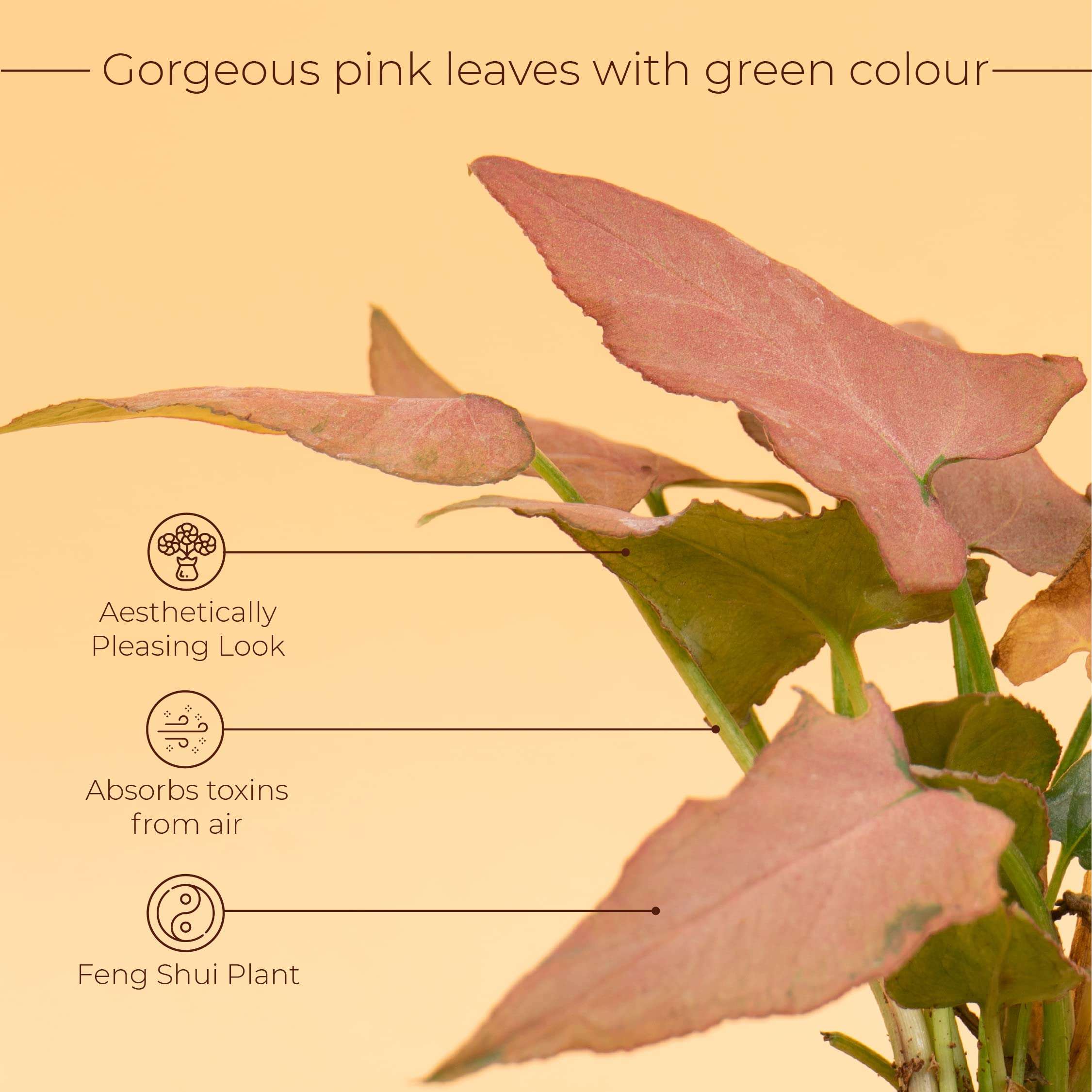 KYARI Syngonium Pink Indoor Plants for Living Room | Live Plants | Plants with Red Pot for Home | Air purifier plants | Plants for Home Decor | Plants for garden | Indoor Plants for bedroom 4