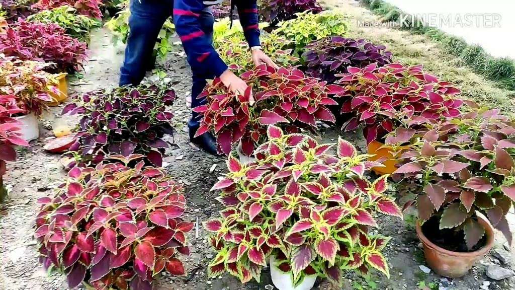 OhhSome Coleus Plants - Assorted (Pack Of 5) Exotic Plant Healthy Live (Healthy Live Plant) 4
