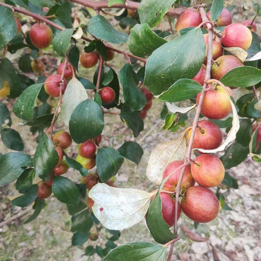 Nursery Live Rare Apple Ber Fruit/Jujube Fruit (" Miss India, Grafted Hybrid) Exotic 1 Live Fruit Plant 3