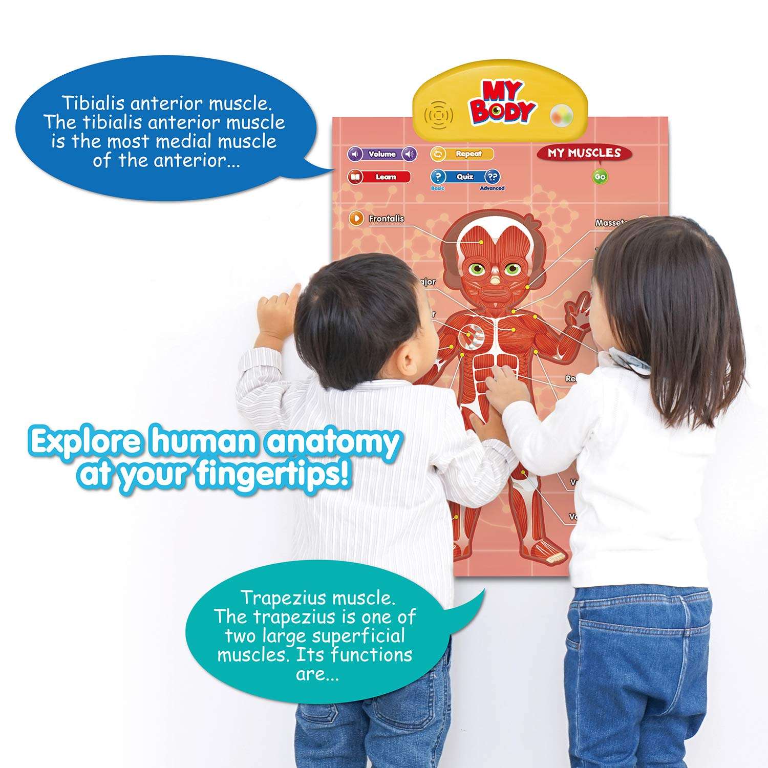 BEST LEARNING i-Poster My Body – Interactive Educational Human Anatomy Talking Toy for Kids Ages 5-12 to Learn Body Parts, Organs, Muscles and Bones Through Fun Sound and Quiz Modes 3