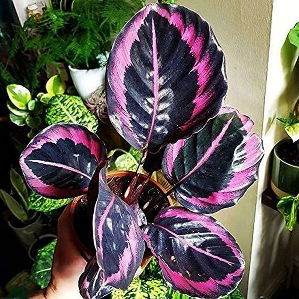 OhhSome Plants For Home Indoor Live Calathea Dottie Plant/Very Rare Plant Include Pot Plastic And Décor|Indoor Plants|Air Purifying|Balcony|- Best