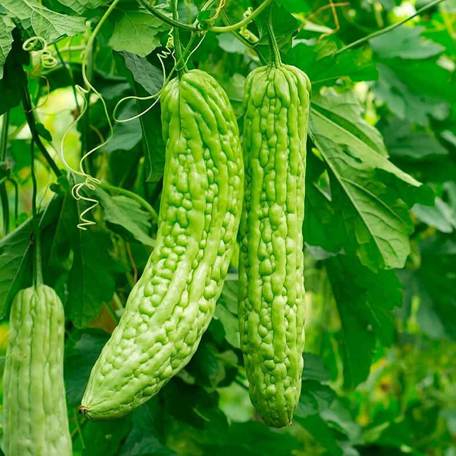 Leafy Tales Bitter Gourd Seeds for Kitchen Gardening, 25 seeds 1