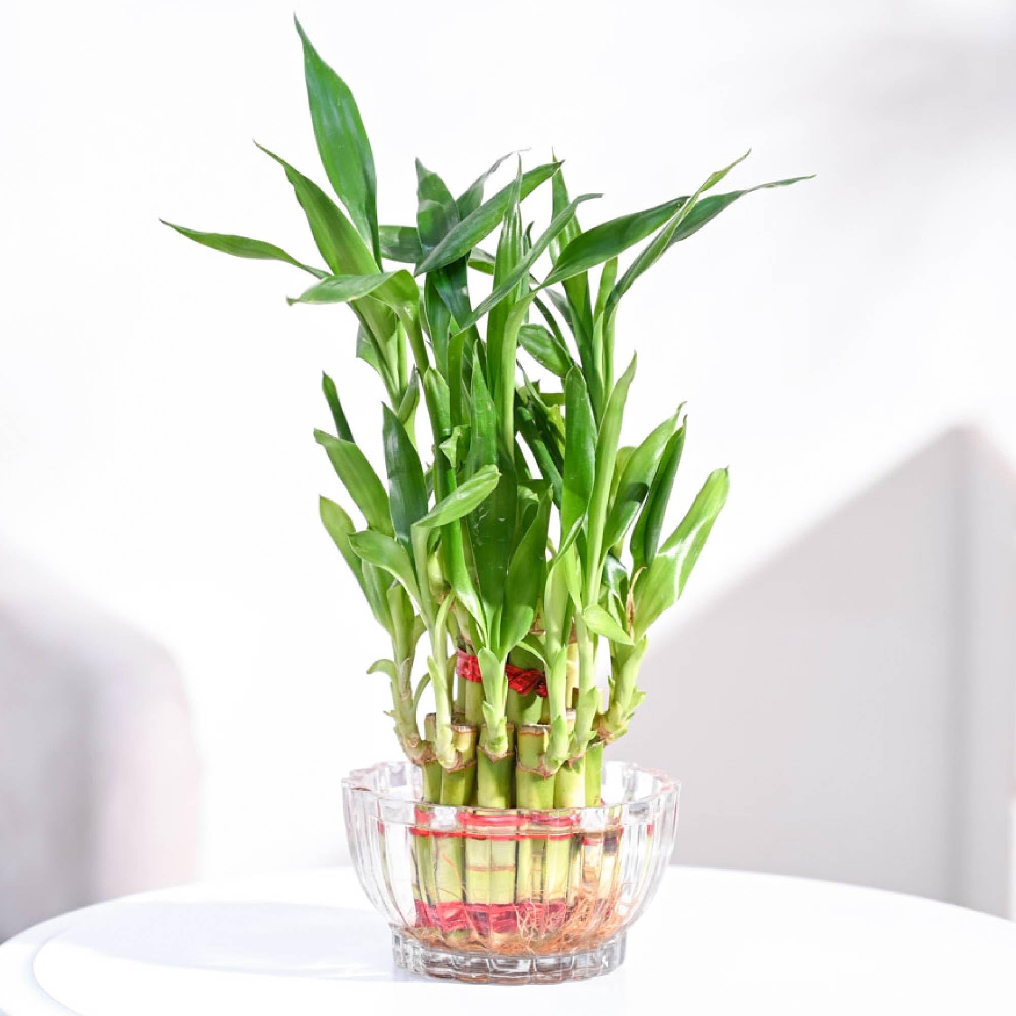 Ugaoo Lucky Bamboo 2 Layer Feng Shui Plant with Lotus Glass Bowl
