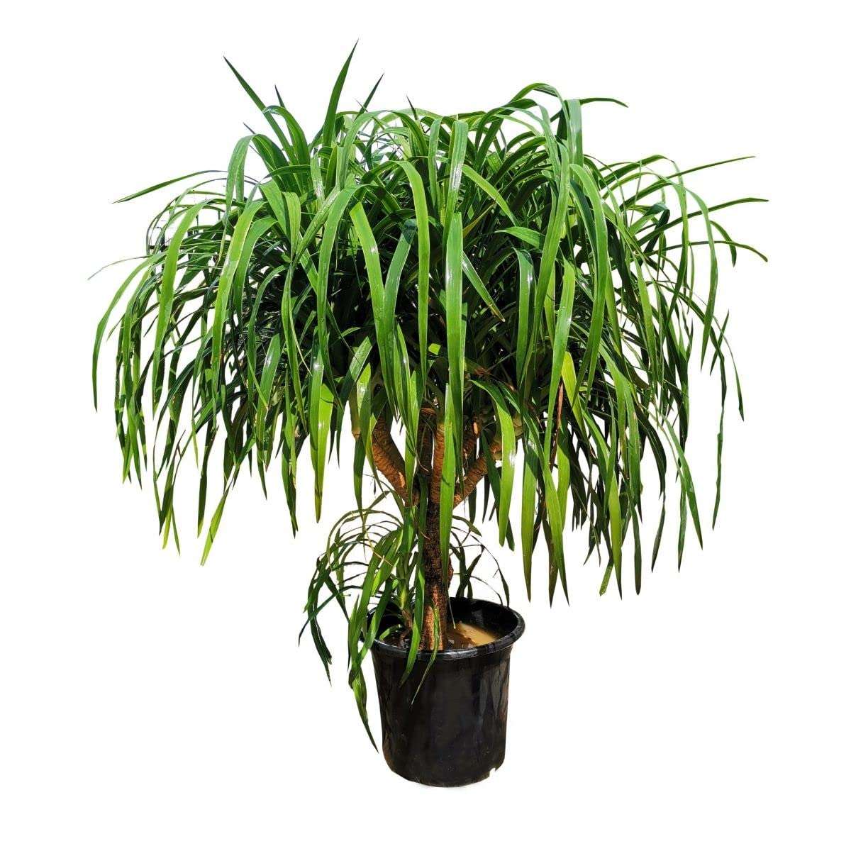 Garden Art Dracaena Draco Indoor Housing Plant Air Purifier Plant(pack of 1 healthy plant) 4