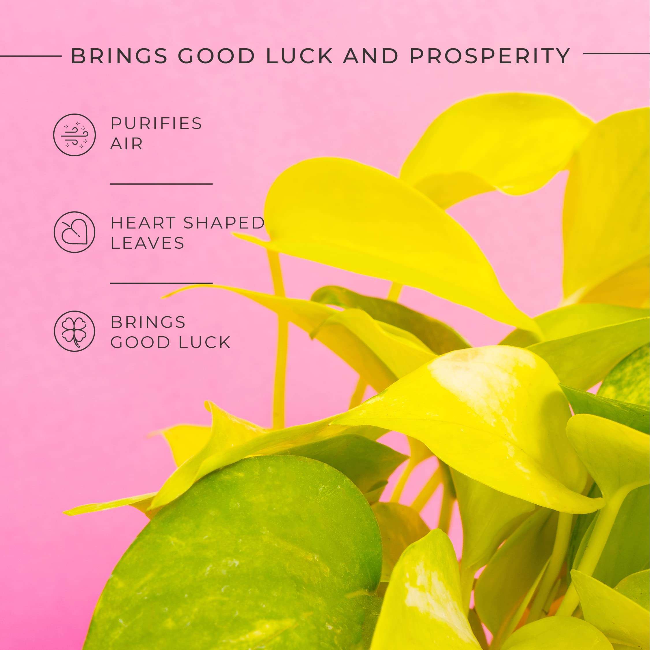 KYARI Golden Money Indoor Plants for Living Room | Live Plants | Plants with Baby Pink Self Watering Pot for Home | Air purifier plants | Plants for Home Decor | Plants for Garden & bedroom 4