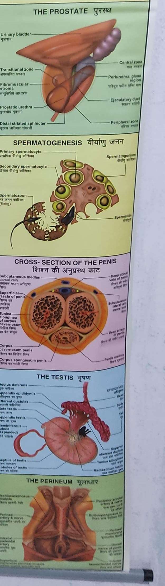 Wall Hanging Chart OF 'MALE REPRODUCTIVE SYSTEM' Wall Chart 5
