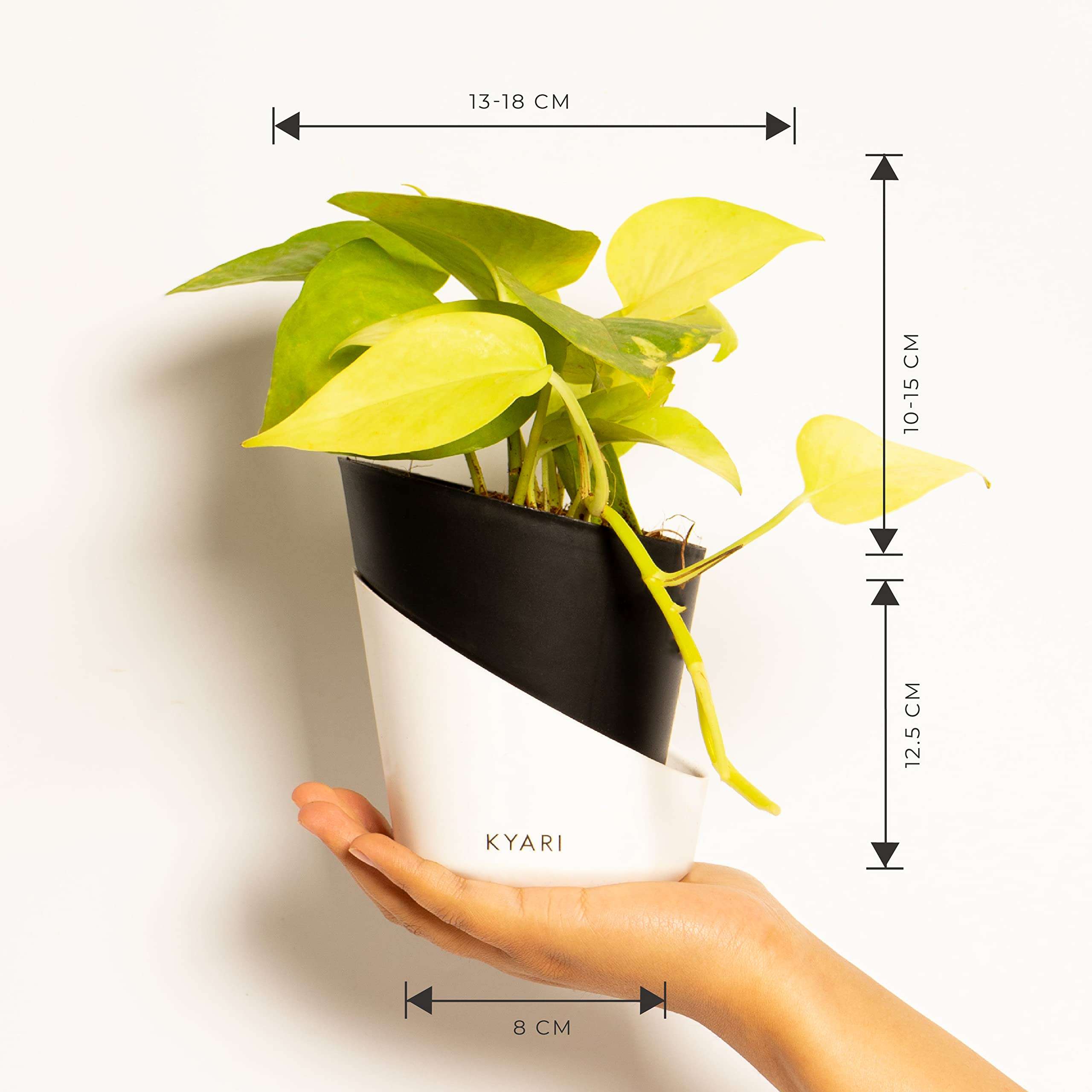 KYARI Golden Money Indoor Plants for Living Room | Live Plants | Plants with Matte Black Self Watering Pot for Home | Air purifier plants | Plants for Home Decor | Plants for Garden & bedroom 6