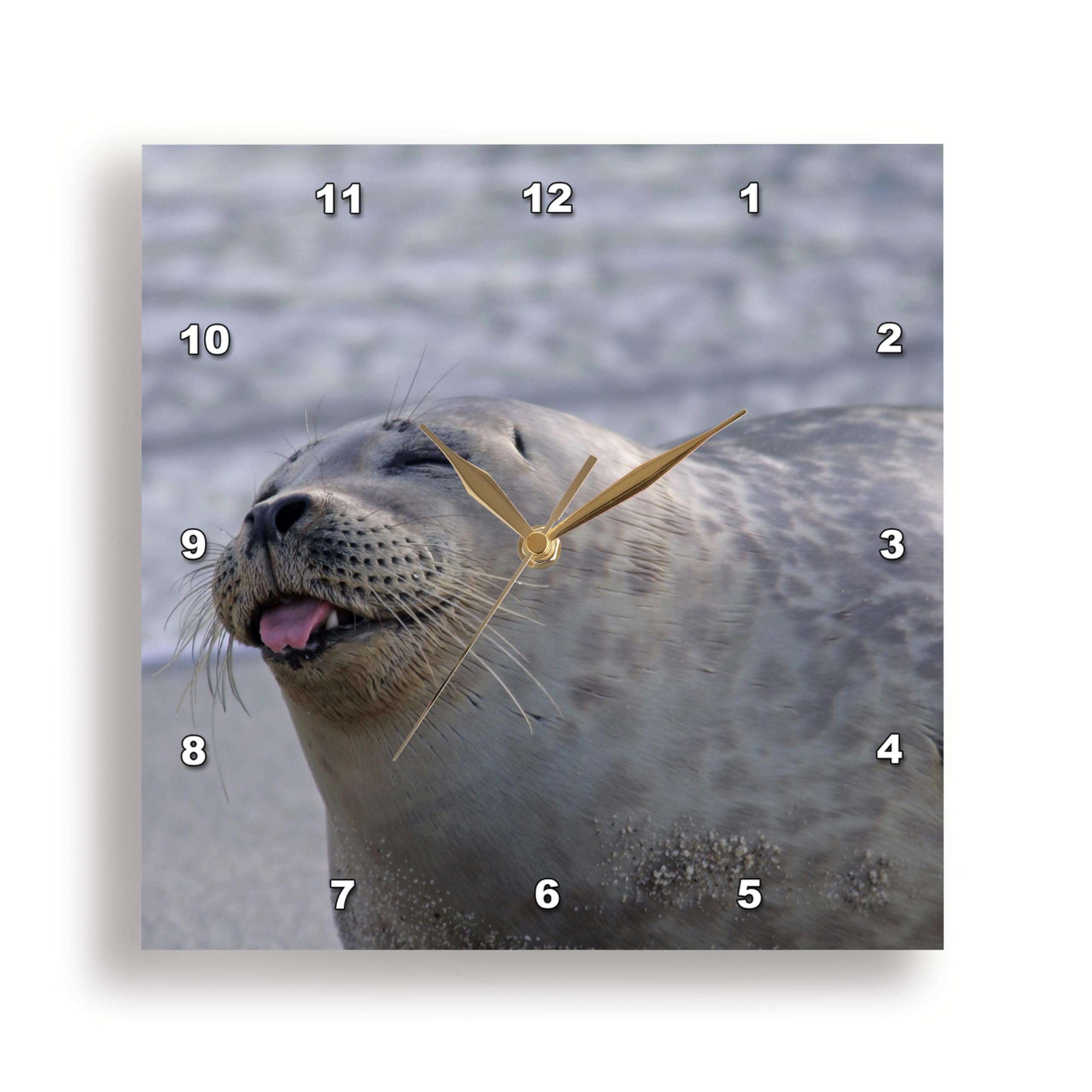 3dRose DPP_88183_1 USA, California, San Diego, Harbor Seal - US05 BJA0168 - Jaynes Gallery - Wall Clock, 10 by 10-Inch 1