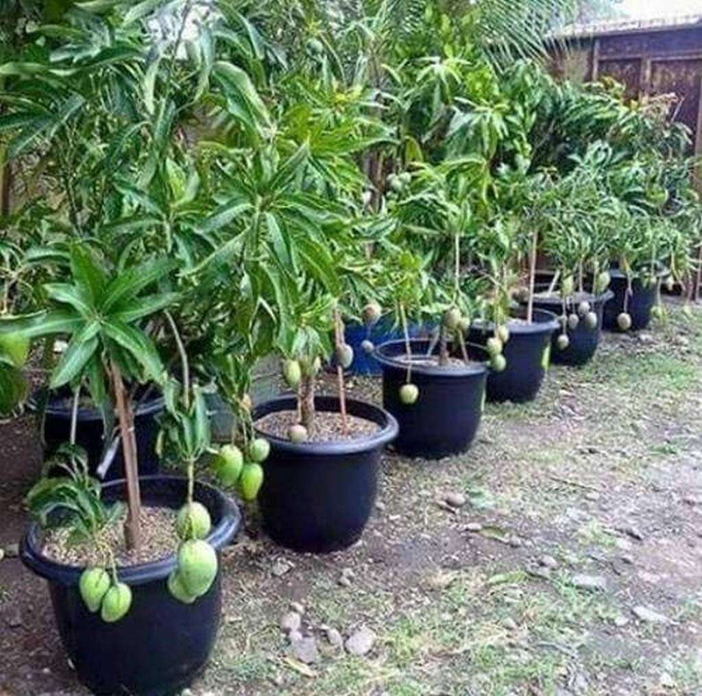 OhhSome Live Plant Banganapalle Mango Benishan/Banganapalle Obliquely Oval in Shape Exotic Plants Garden Plant(1 Healthy Live Plant) 1