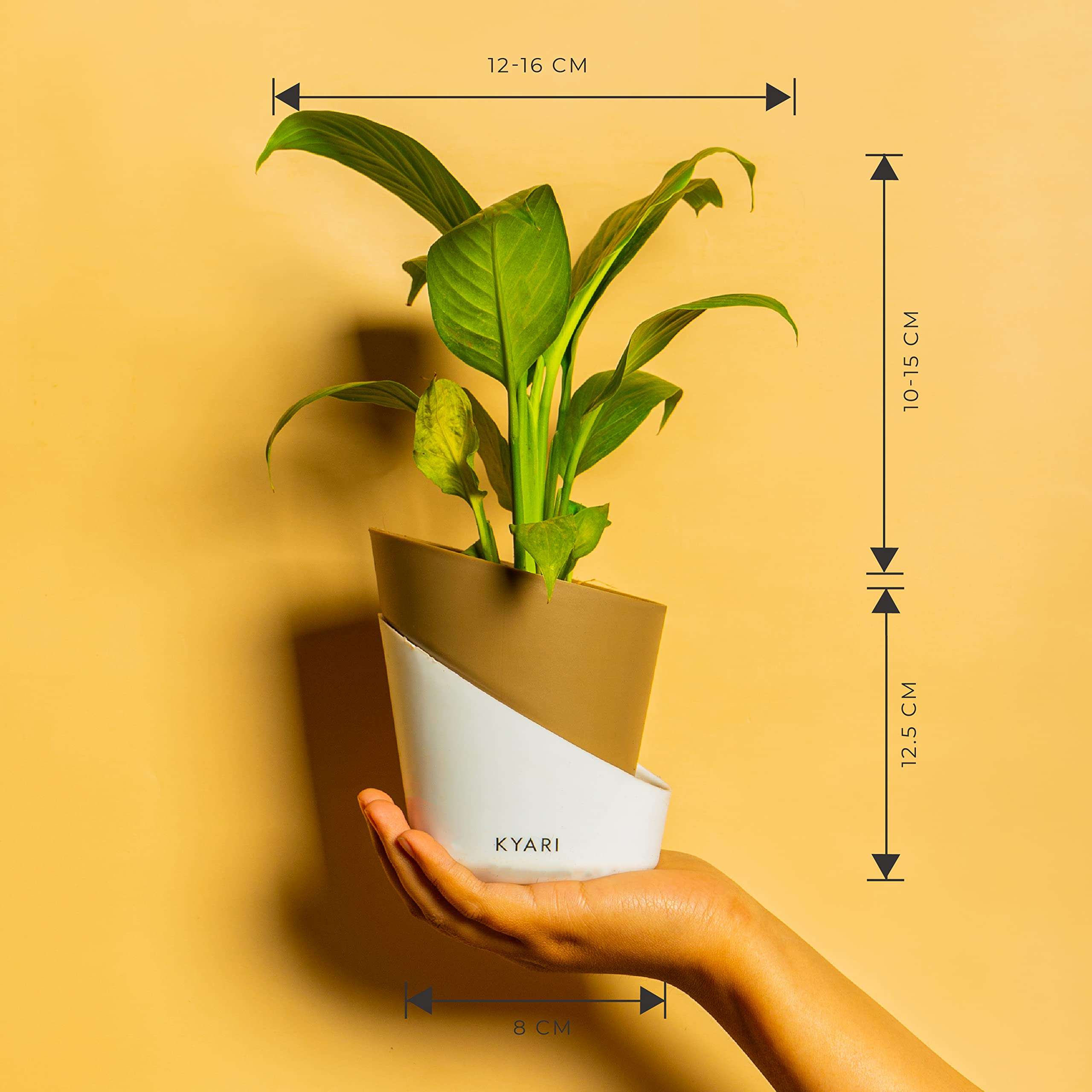 KYARI Peace Lily Indoor Plants for Living Room | Live Plants | Plants with Dusky Brown Pot for Home | Air purifier plants | Plants for Home Decor | Plants for garden | Indoor Plants for bedroom 6