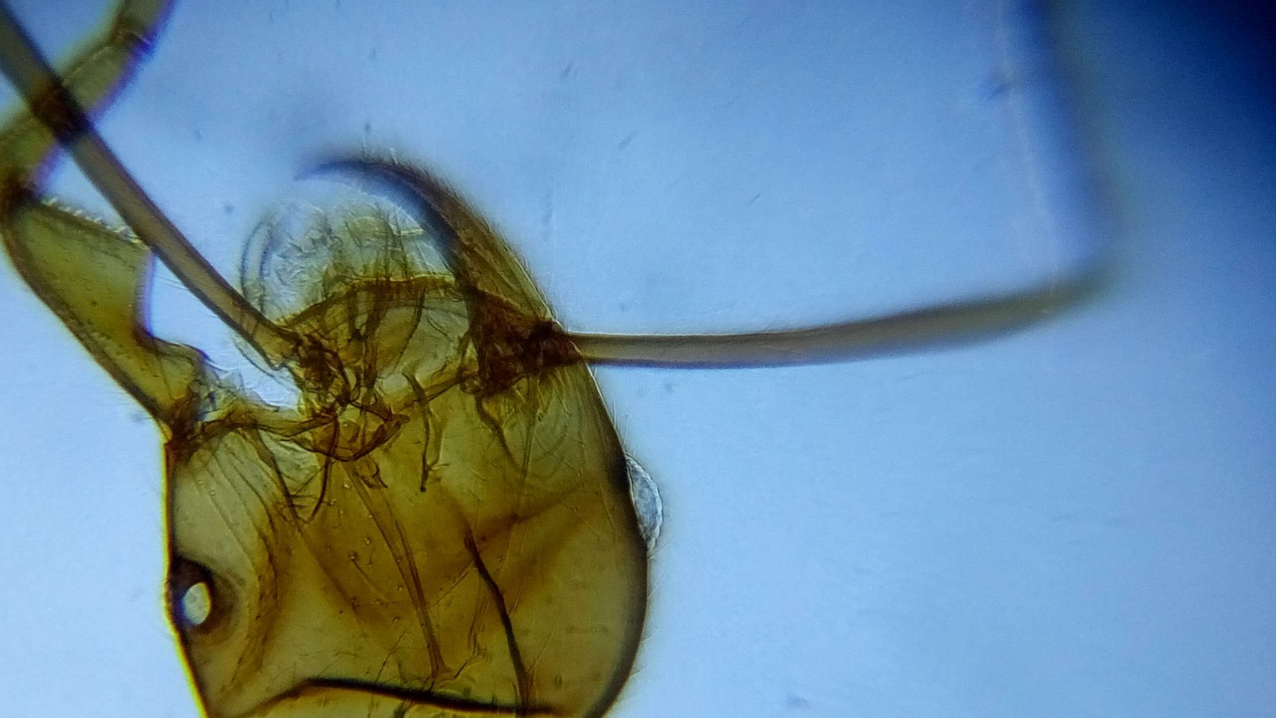 Blips Macro Kit - Mini-Lenses for Smartphone and Tablet 4