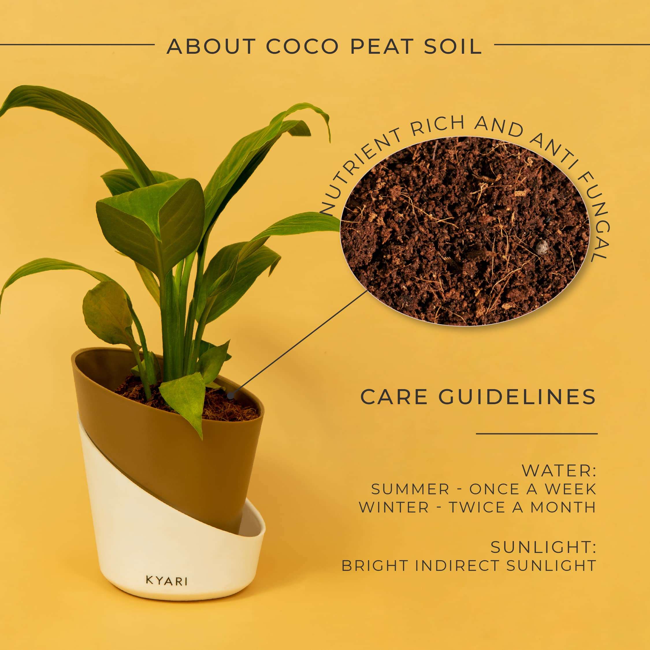 KYARI Peace Lily Indoor Plants for Living Room | Live Plants | Plants with Dusky Brown Pot for Home | Air purifier plants | Plants for Home Decor | Plants for garden | Indoor Plants for bedroom 3