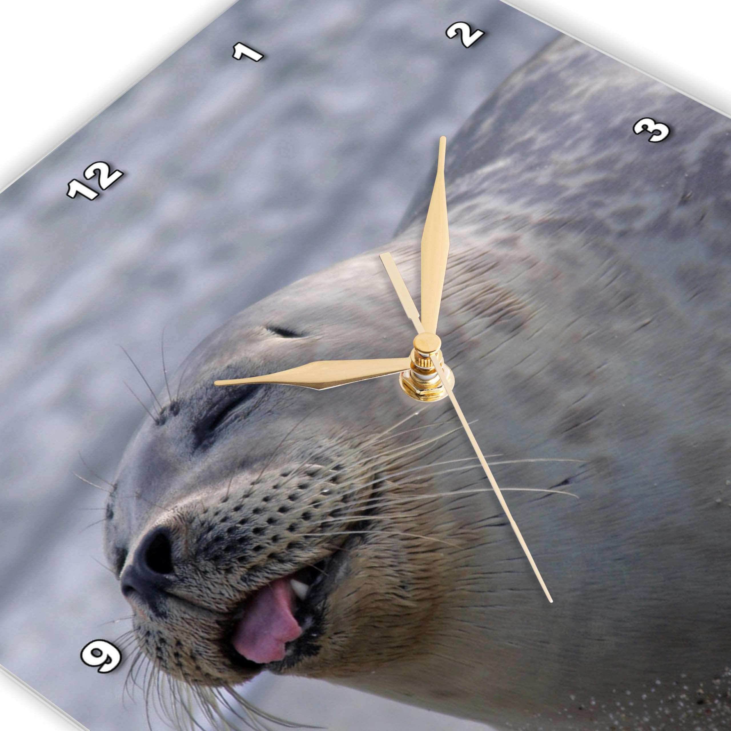 3dRose DPP_88183_1 USA, California, San Diego, Harbor Seal - US05 BJA0168 - Jaynes Gallery - Wall Clock, 10 by 10-Inch 3
