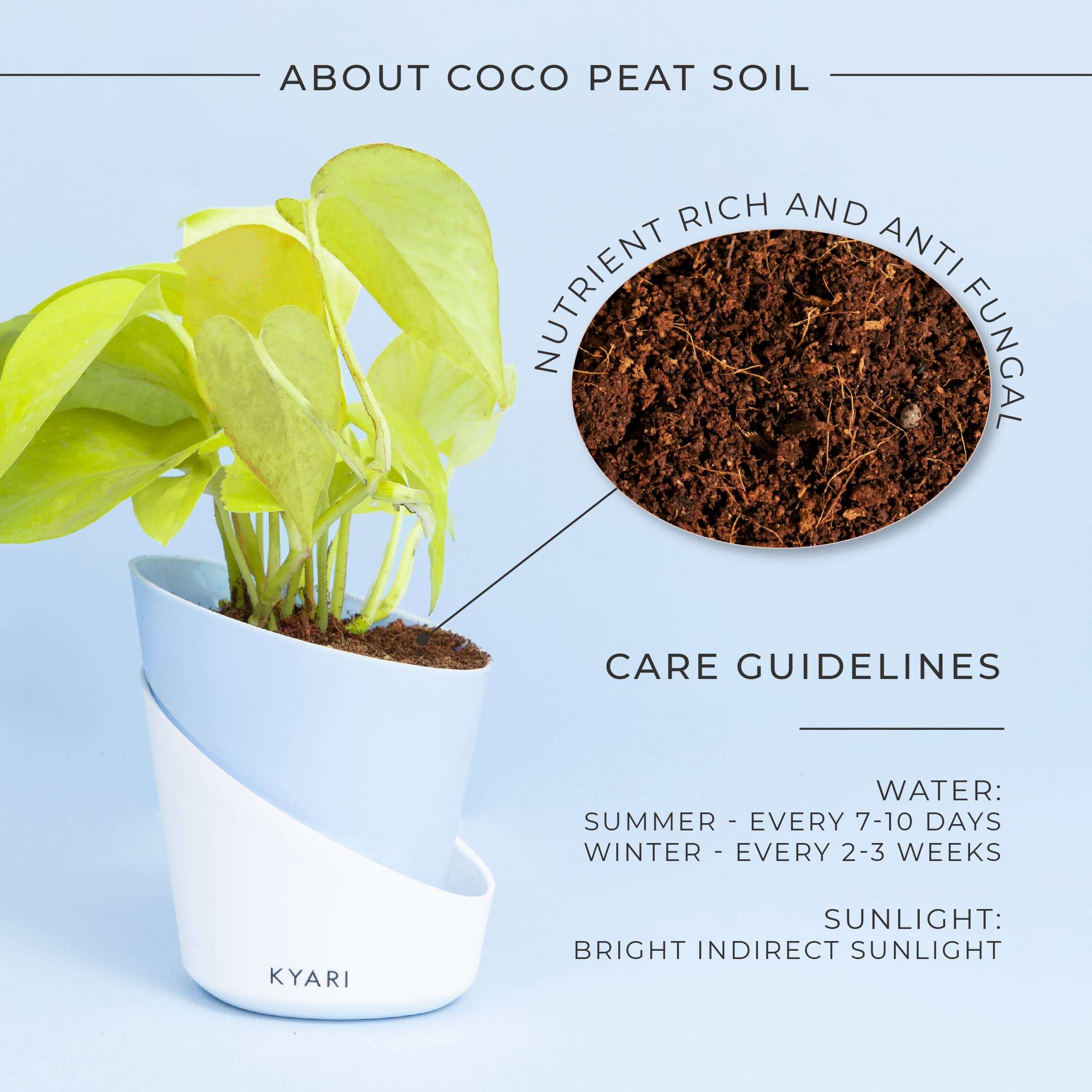 KYARI Golden Money Indoor Plants for Living Room | Live Plants | Plants with Baby Blue Self Watering Pot for Home | Air purifier plants | Plants for Home Decor | Plants for Garden & bedroom 3