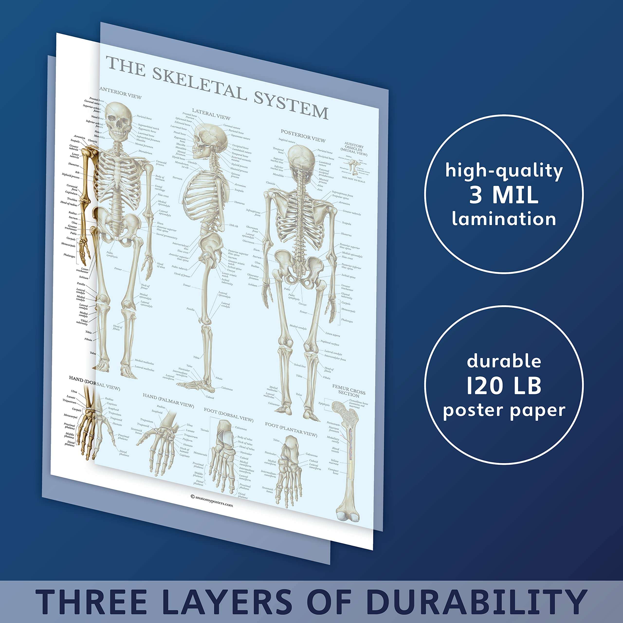 Palace Learning Skeletal System Anatomical Chart - LAMINATED - Human Skeleton Anatomy Poster (18" x 24") 3
