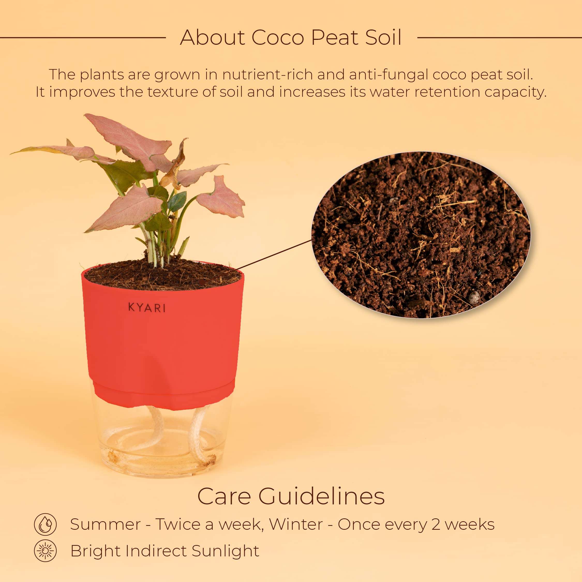 KYARI Syngonium Pink Indoor Plants for Living Room | Live Plants | Plants with Red Pot for Home | Air purifier plants | Plants for Home Decor | Plants for garden | Indoor Plants for bedroom 3