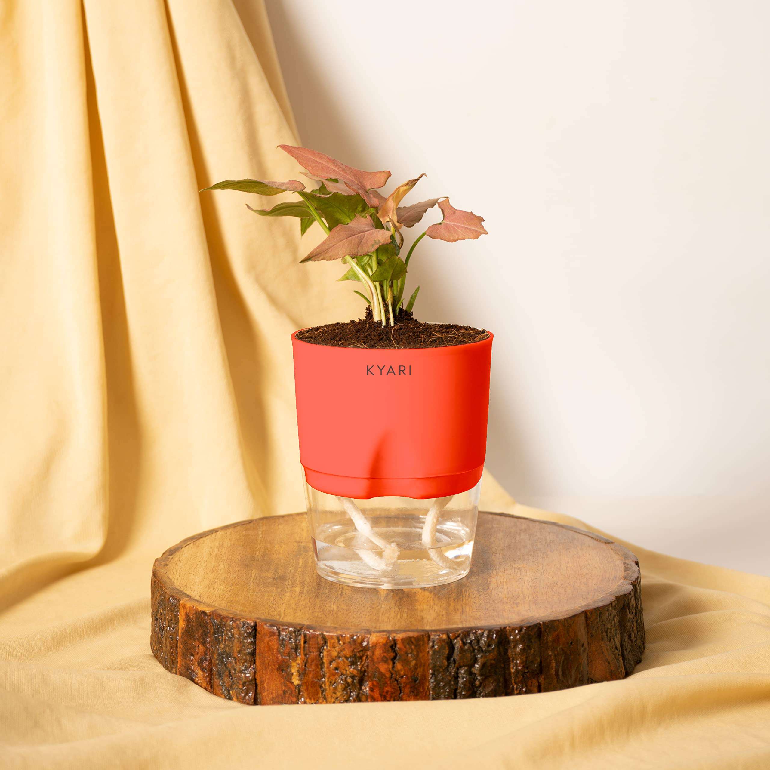 KYARI Syngonium Pink Indoor Plants for Living Room | Live Plants | Plants with Red Pot for Home | Air purifier plants | Plants for Home Decor | Plants for garden | Indoor Plants for bedroom 1