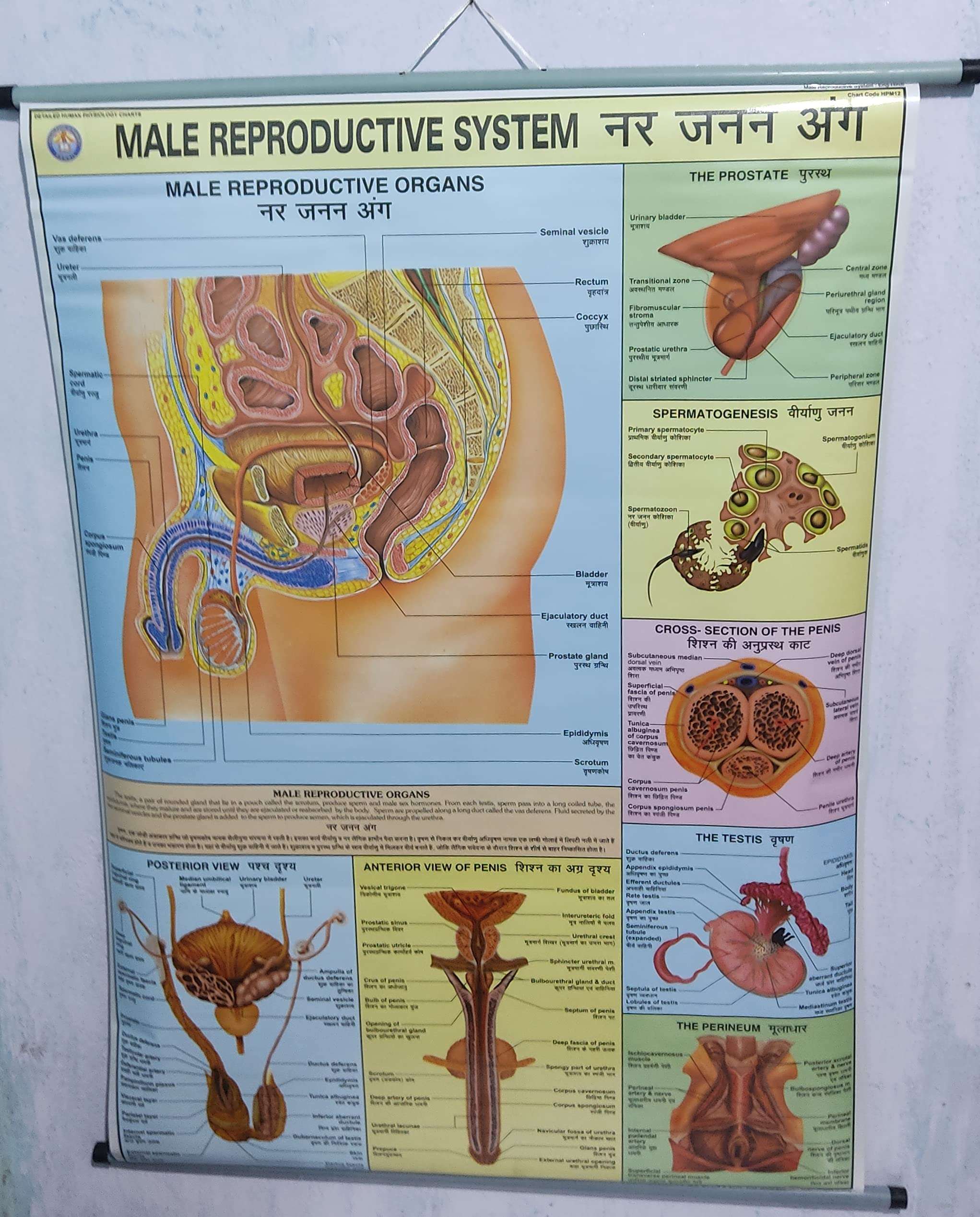 Wall Hanging Chart OF 'MALE REPRODUCTIVE SYSTEM' Wall Chart 1