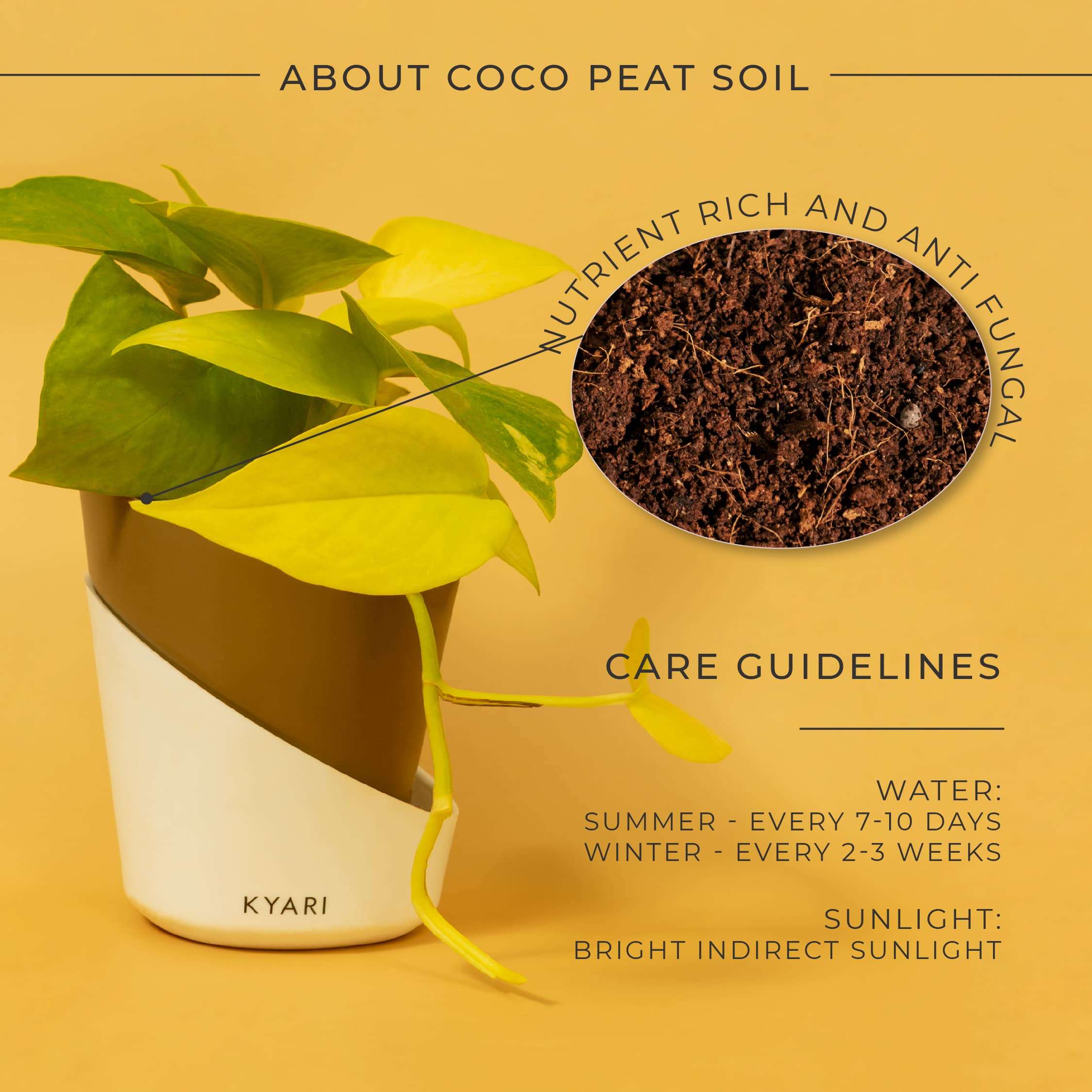 KYARI Golden Money Indoor Plants for Living Room | Live Plants | Plants with Dusky Brown Self Watering Pot for Home | Air purifier plants | Plants for Home Decor | Plants for Garden & bedroom 3