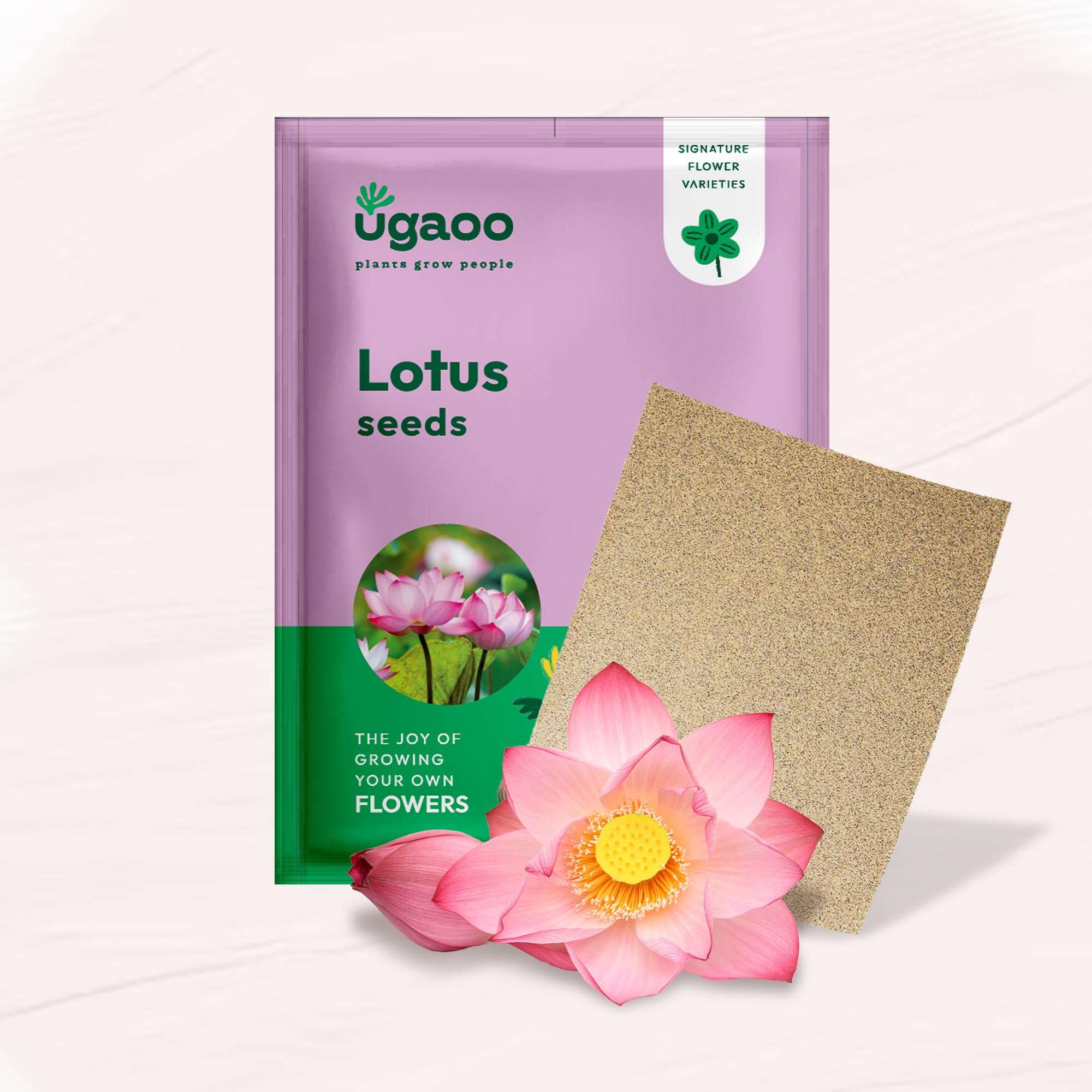 Ugaoo Lotus Seeds for Planting with Sandpaper - Pack of 20 Seeds | High-Germination Lotus Seeds for Planting in Water, Home Garden & Ponds 1