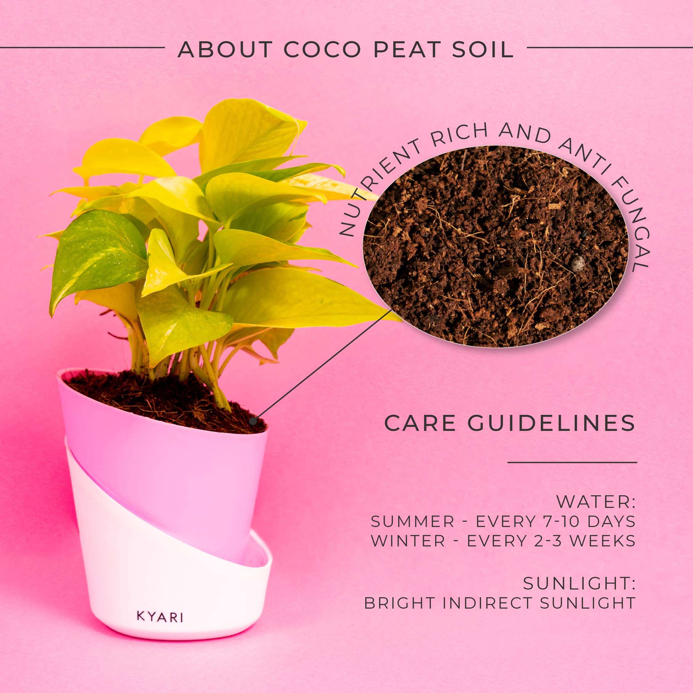 KYARI Golden Money Indoor Plants for Living Room | Live Plants | Plants with Baby Pink Self Watering Pot for Home | Air purifier plants | Plants for Home Decor | Plants for Garden & bedroom 3