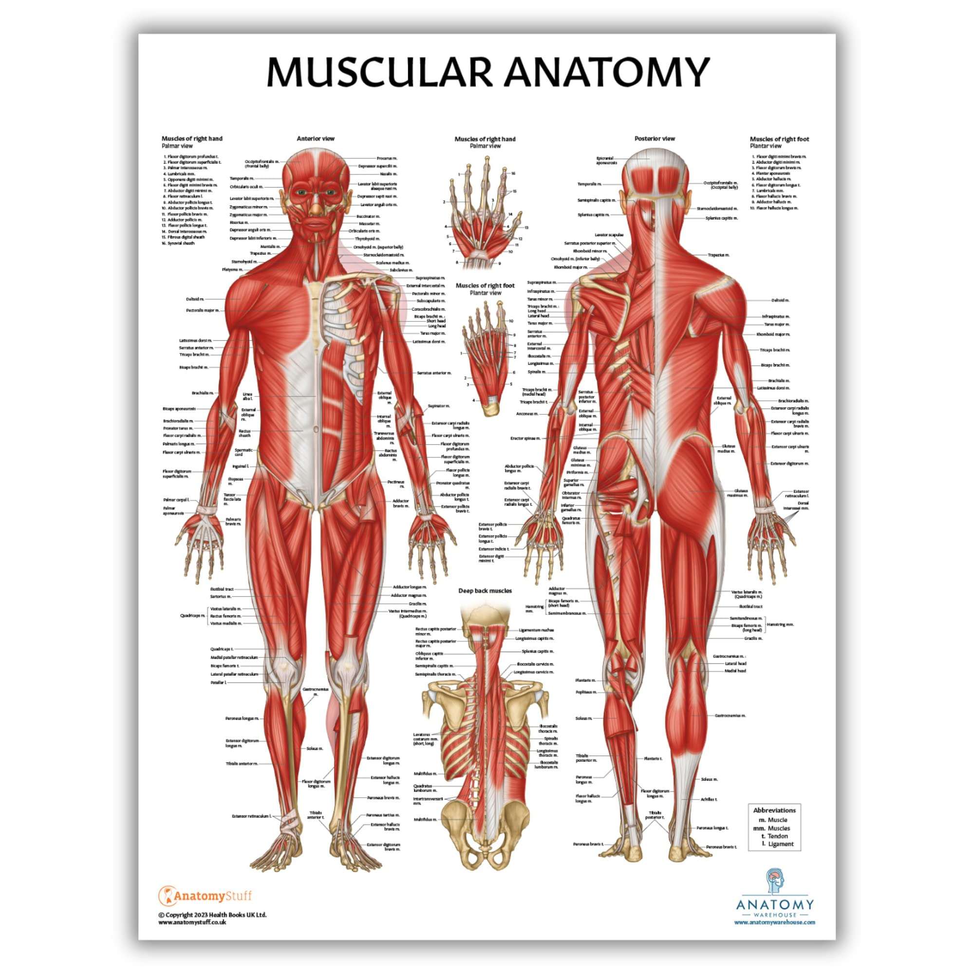 Anatomy Lab Muscular System Anatomical Chart, LAMINATED, 17.3 x 22.5 Inches, Muscles Diagram, Medical Posters, Muscular System Poster, Human Anatomy Poster 1
