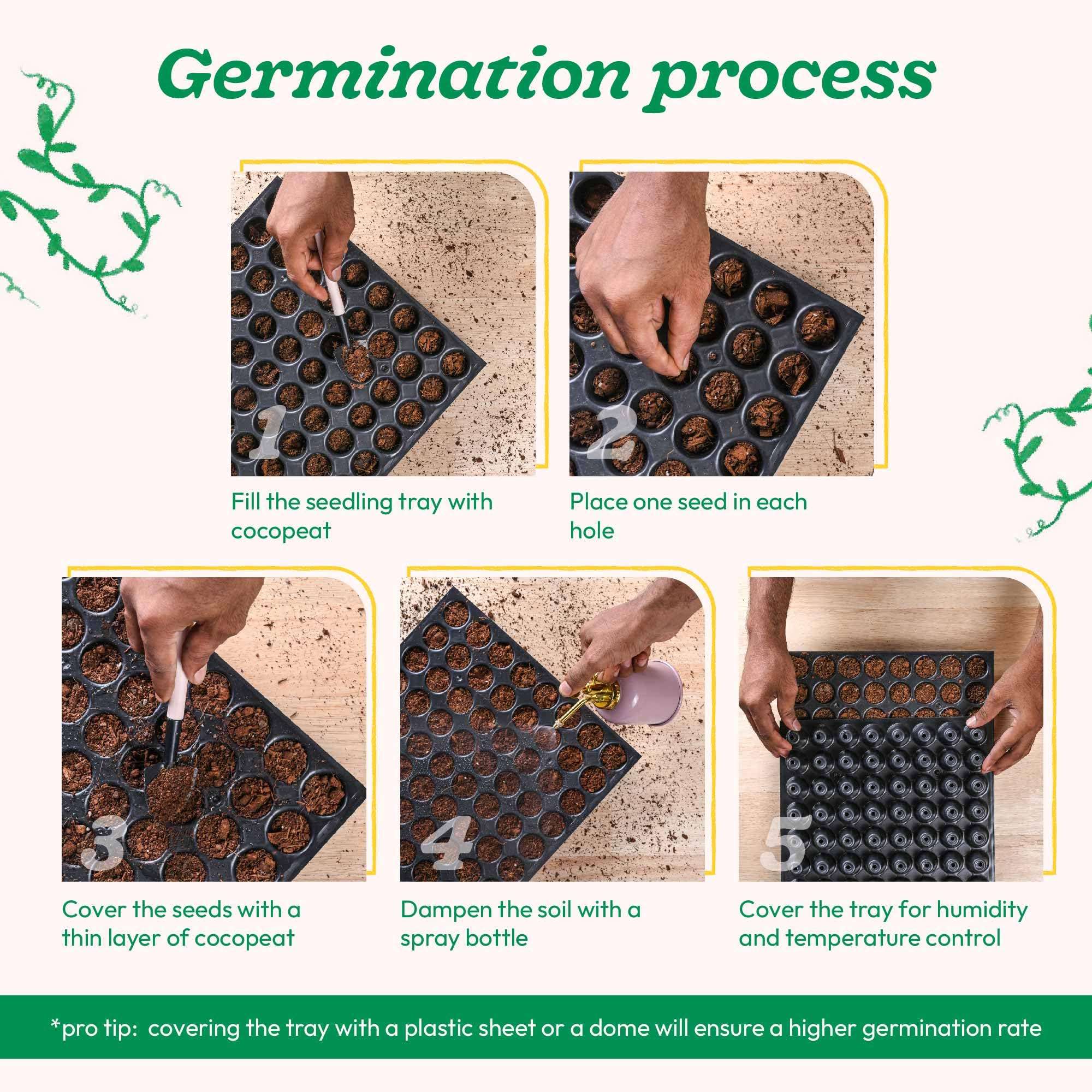 UGAOO Cherry Tomato Vegetable Seeds (Red, Pack of 200mg, 50 Seeds) 4