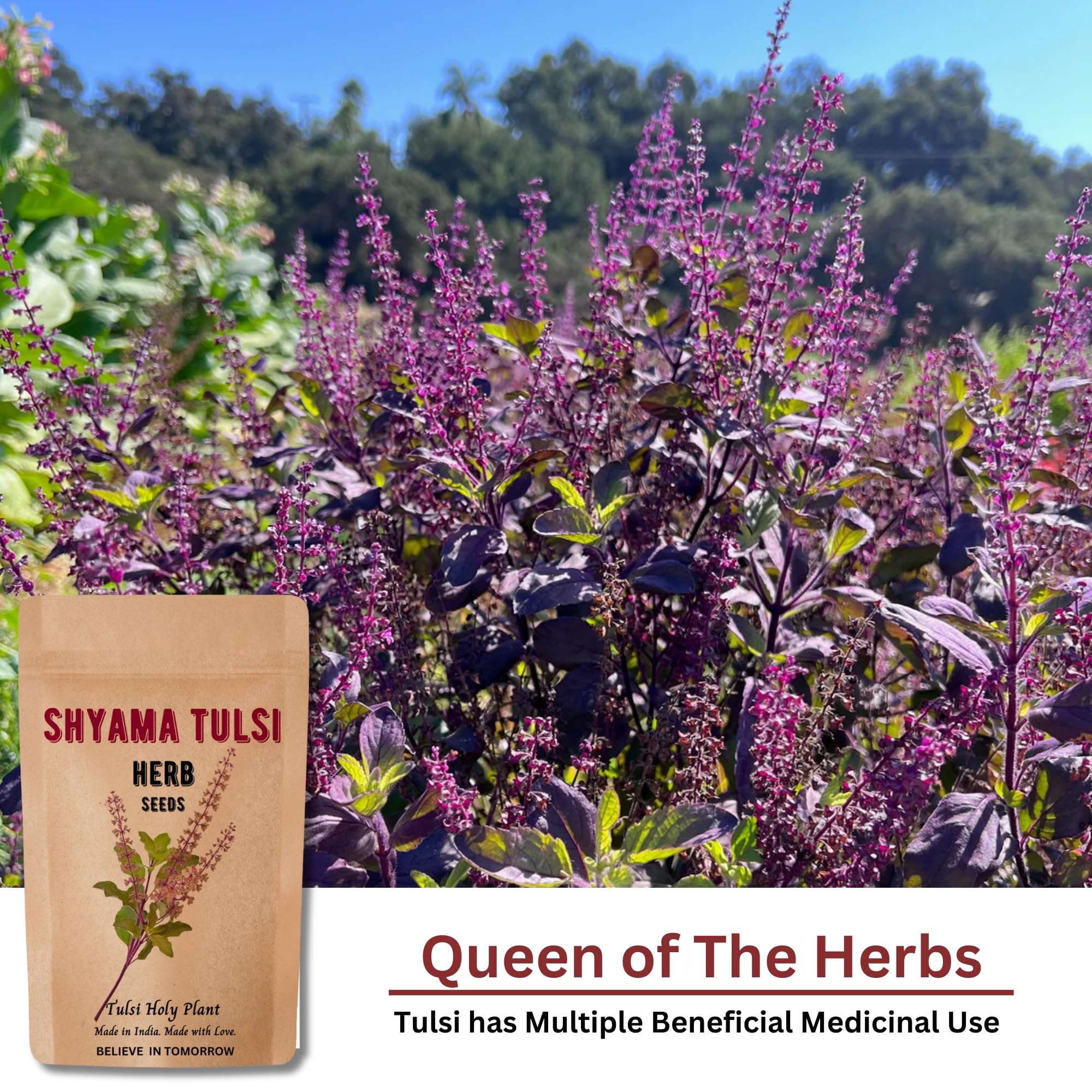 Rama & Shyama Tulsi Seeds for Planting | Tulsi Holi Plant Seeds for Gardening | Indian Tulsi Plant Seeds for Home Gardening & Planting Pack of 2 5