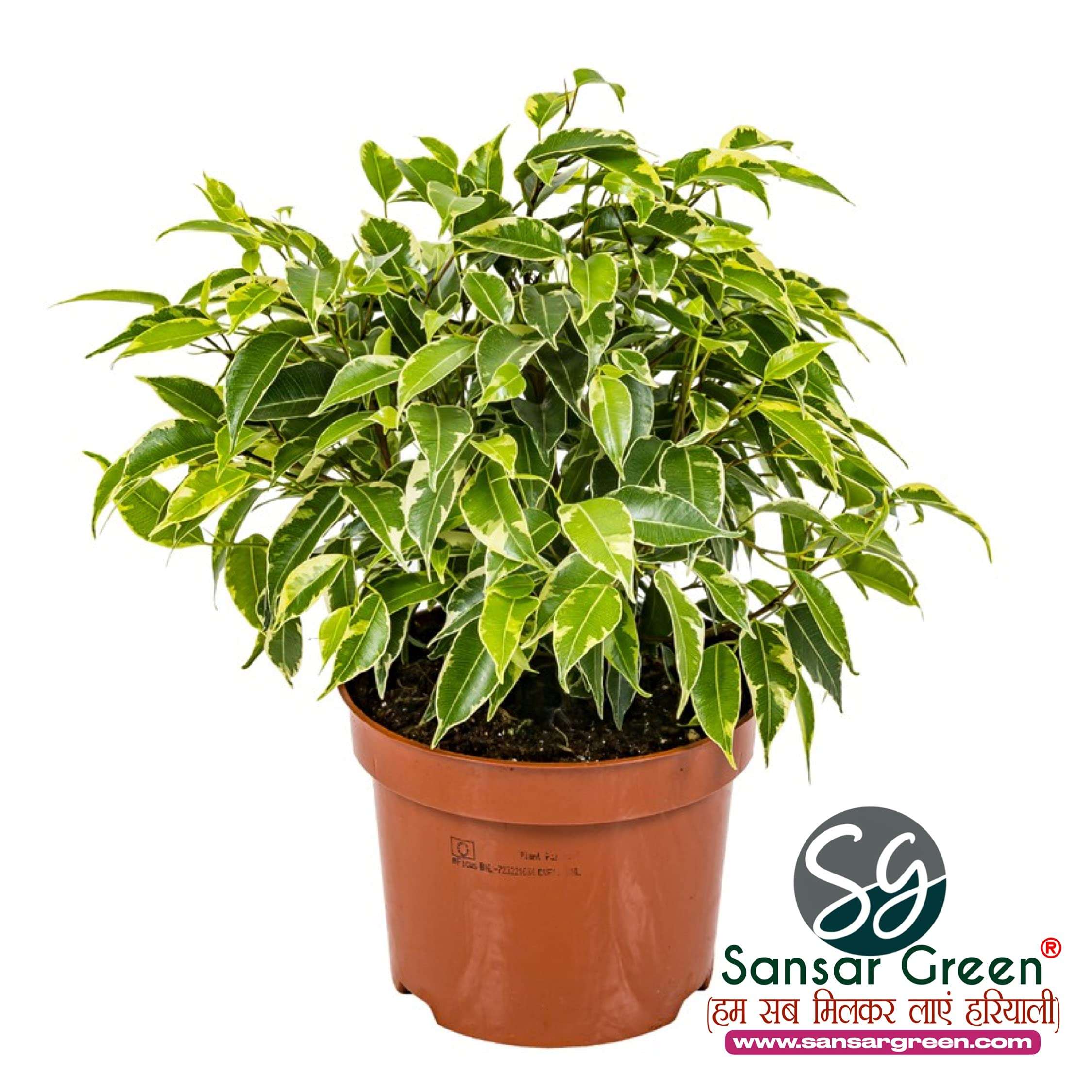 Sansar Green® Ficus Magic Mixture, Essential Super Powerful Organic Fertilizer for Ficus Plants with ++ Growth Booster and Active Micro Organism (200 gm) 6