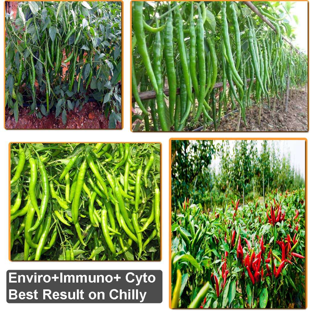 YK LABORATORIES Enviro Immuno & Cyto Plus Chilli/Papaya Farming Special For Virus Control, Natural Growth Promoter & Flower Booster - 2.5 L Pack, Spray 6