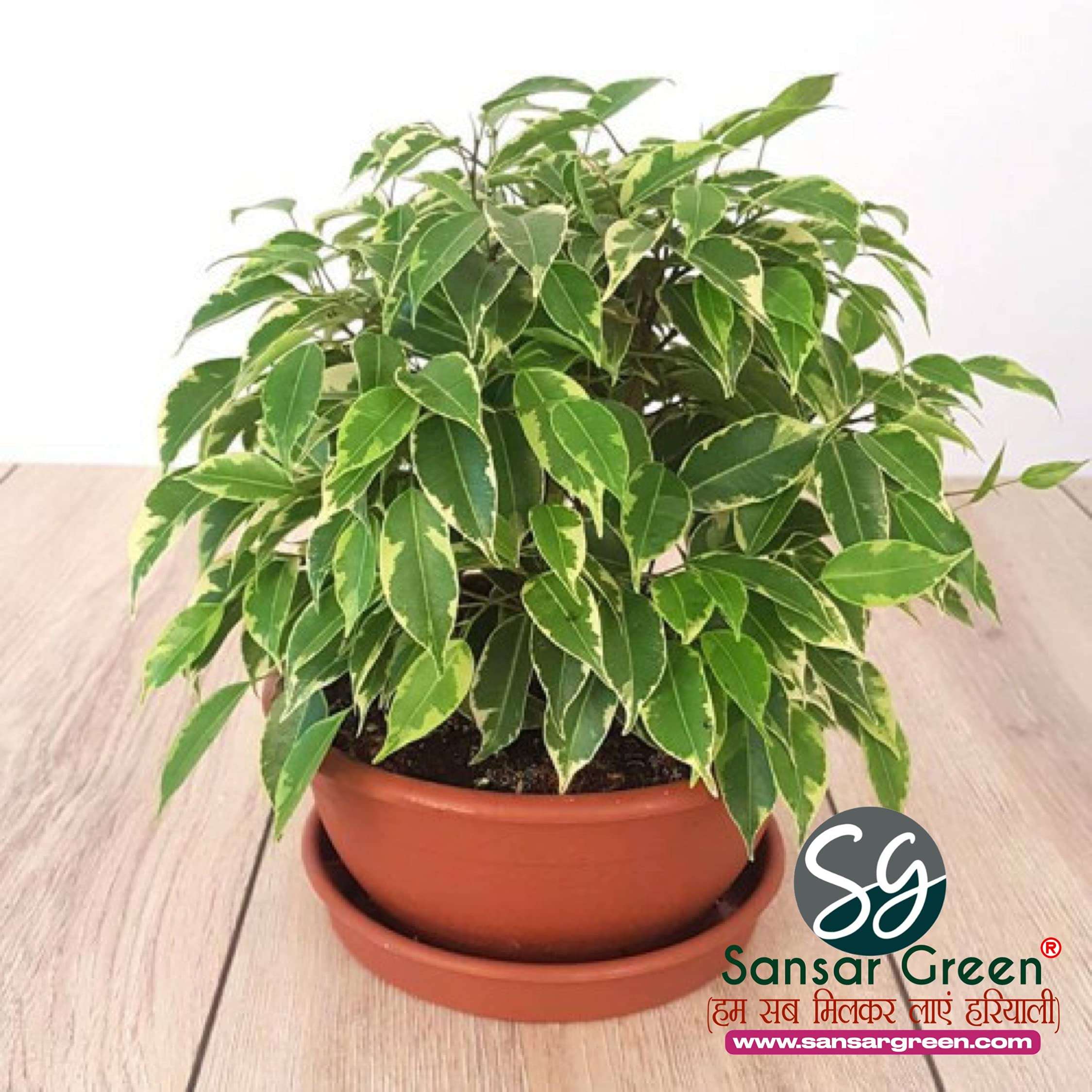 Sansar Green® Ficus Magic Mixture, Essential Super Powerful Organic Fertilizer for Ficus Plants with ++ Growth Booster and Active Micro Organism (200 gm) 5