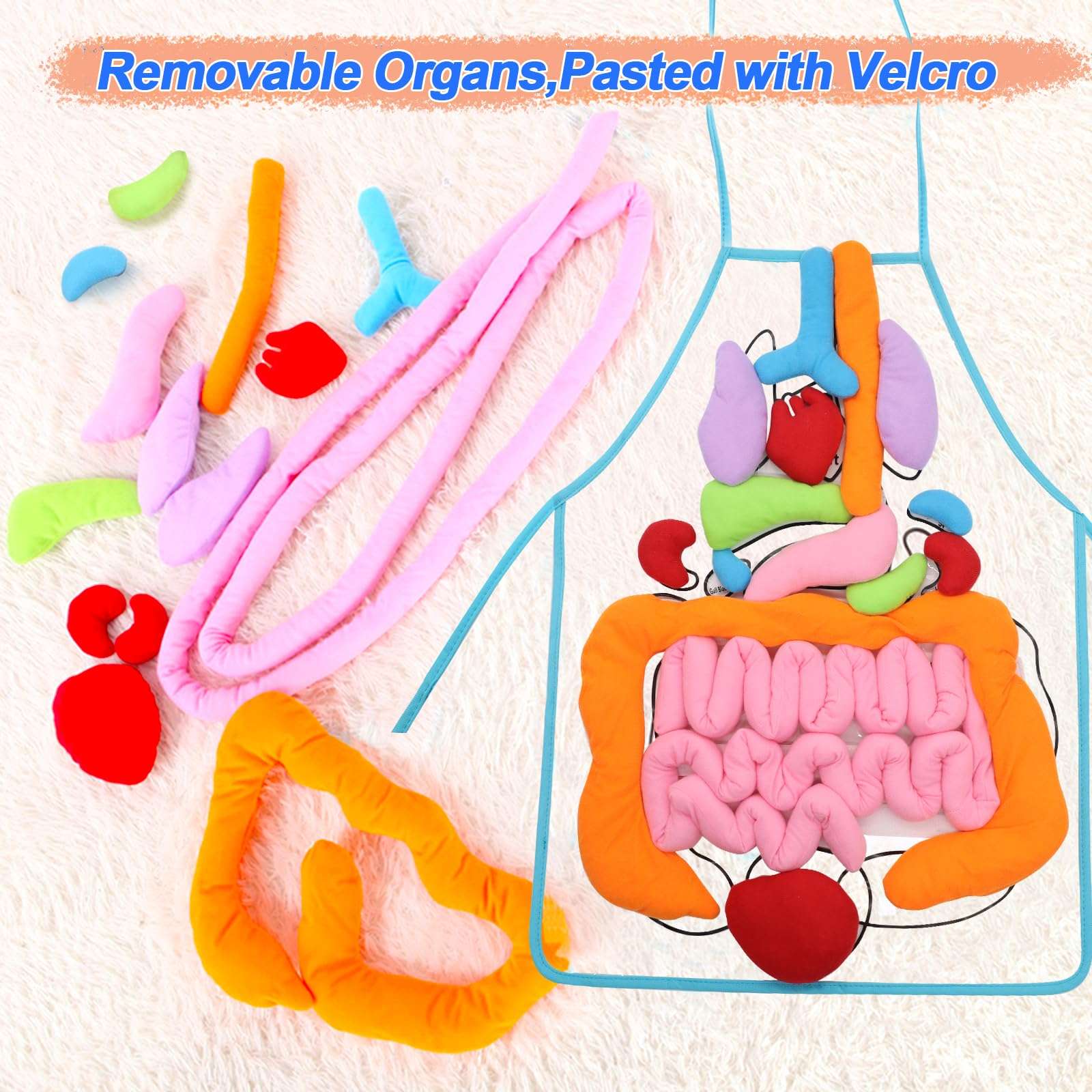 KAKIBLIN 3D Organ Apron,(Upgrade Version) Anatomy Apron Human Body Organs Awareness Educational Toy for Home Preschool Teaching Aid, Transparent 3