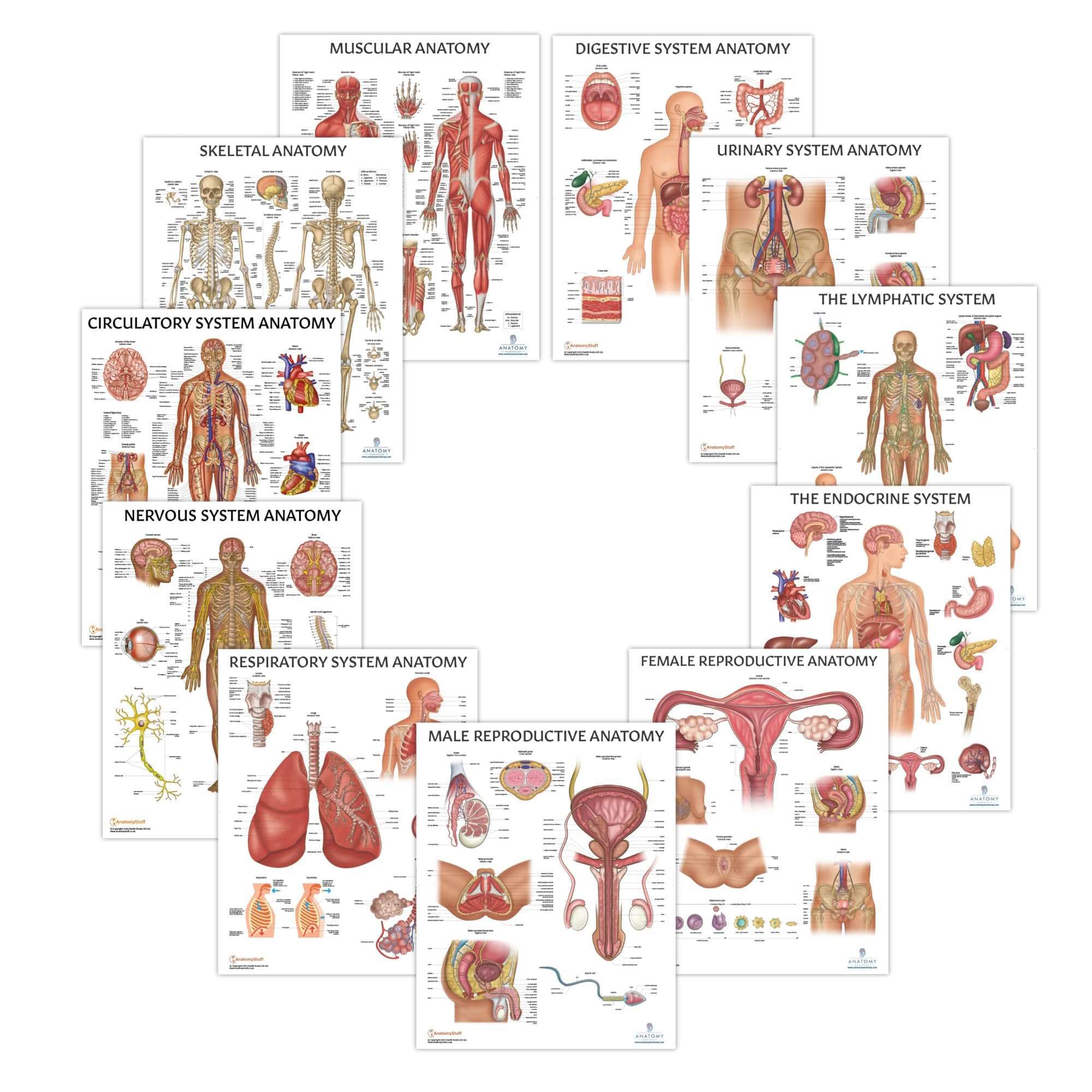 Anatomy Lab Muscular System Anatomical Chart, LAMINATED, 17.3 x 22.5 Inches, Muscles Diagram, Medical Posters, Muscular System Poster, Human Anatomy Poster 6