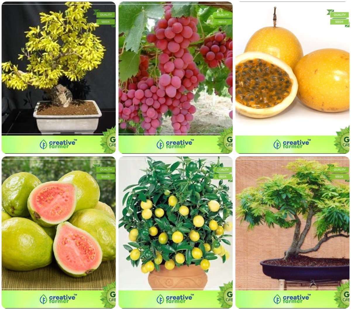 Creative Farmer Bonsai Suitable Seeds : Best Combo Seeds Combo Golden Rain Tree, Grape, Passion Fruit - Yellow, Thailand Guava,Lemon Bonsai,Gulmohar Garden Seeds Pack By Creativefarmer 1
