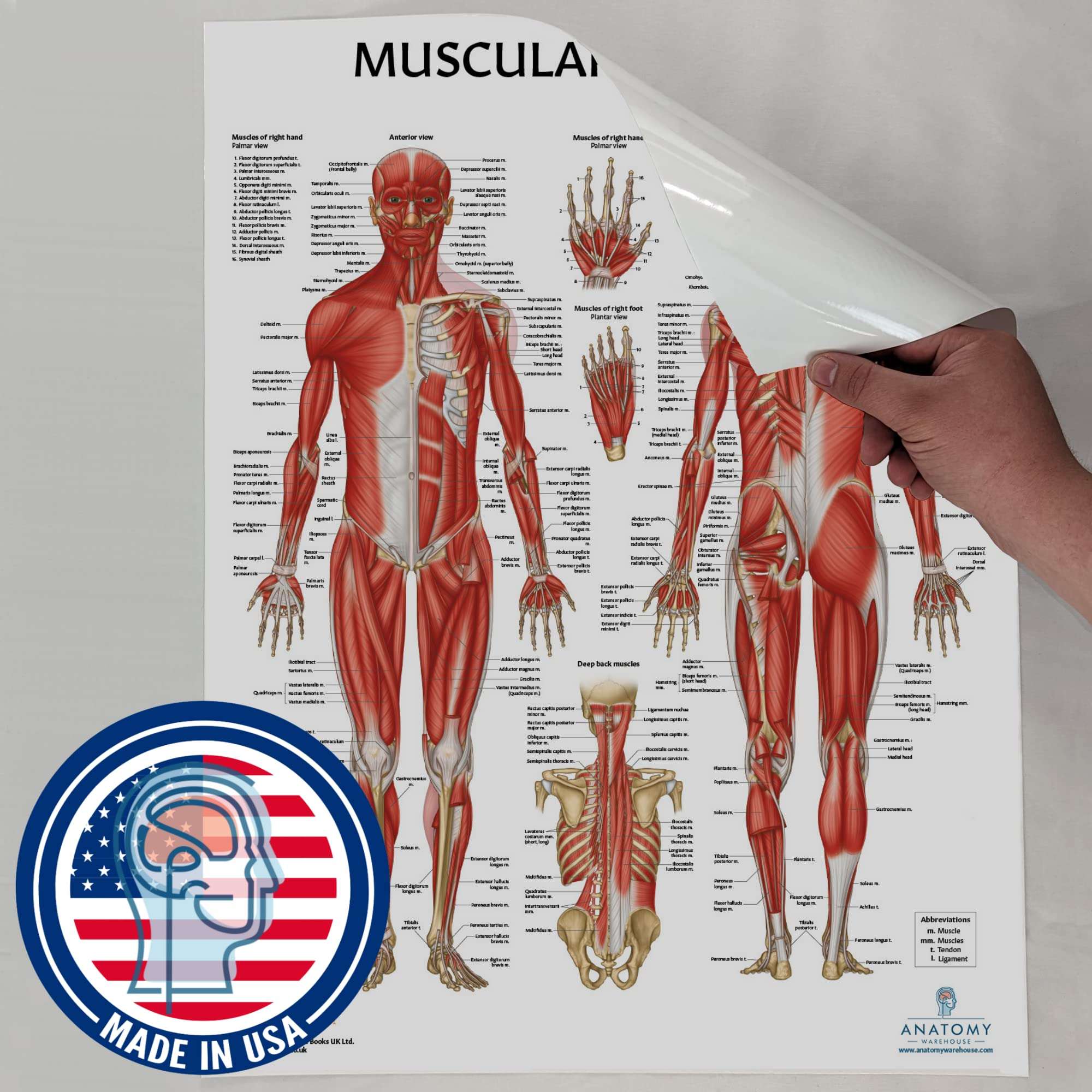Anatomy Lab Muscular System Anatomical Chart, LAMINATED, 17.3 x 22.5 Inches, Muscles Diagram, Medical Posters, Muscular System Poster, Human Anatomy Poster 4
