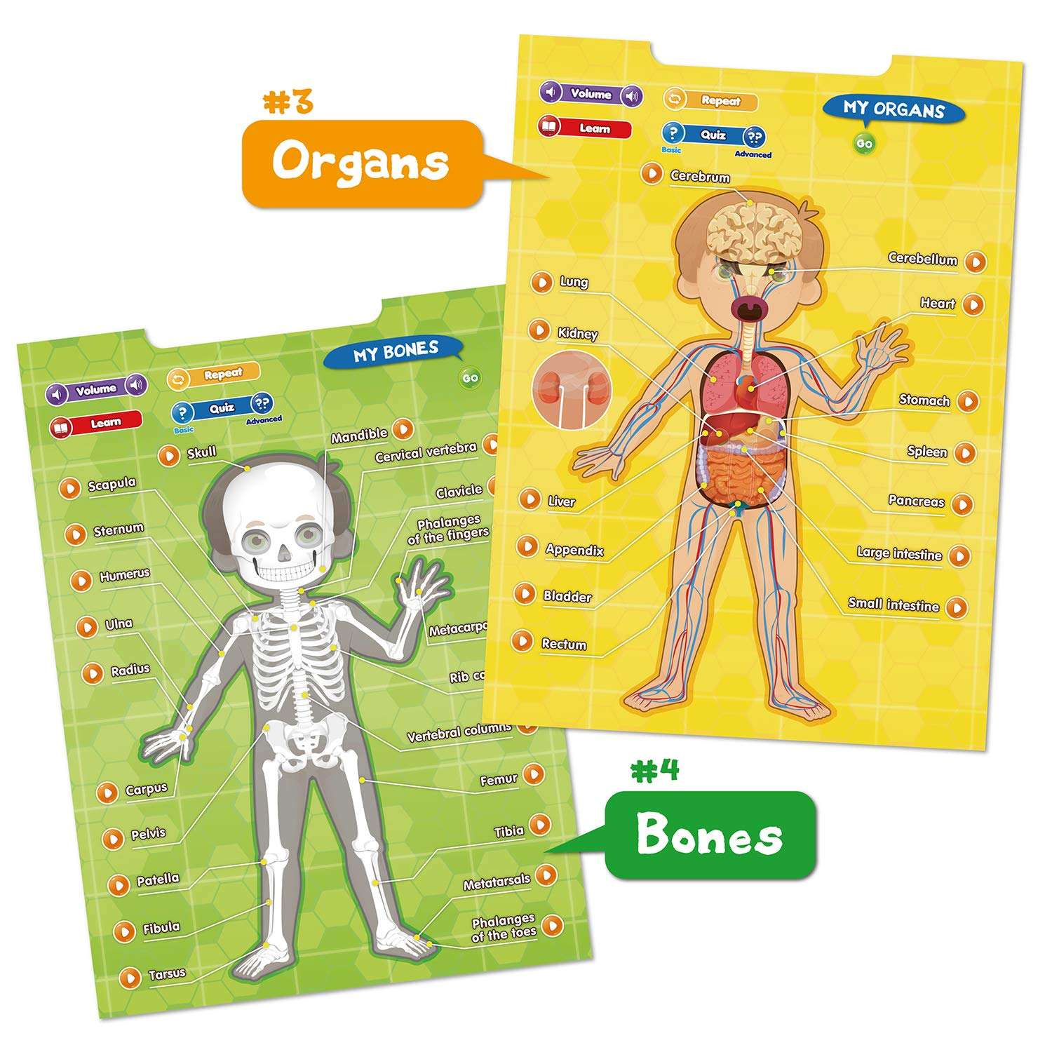 BEST LEARNING i-Poster My Body – Interactive Educational Human Anatomy Talking Toy for Kids Ages 5-12 to Learn Body Parts, Organs, Muscles and Bones Through Fun Sound and Quiz Modes 6