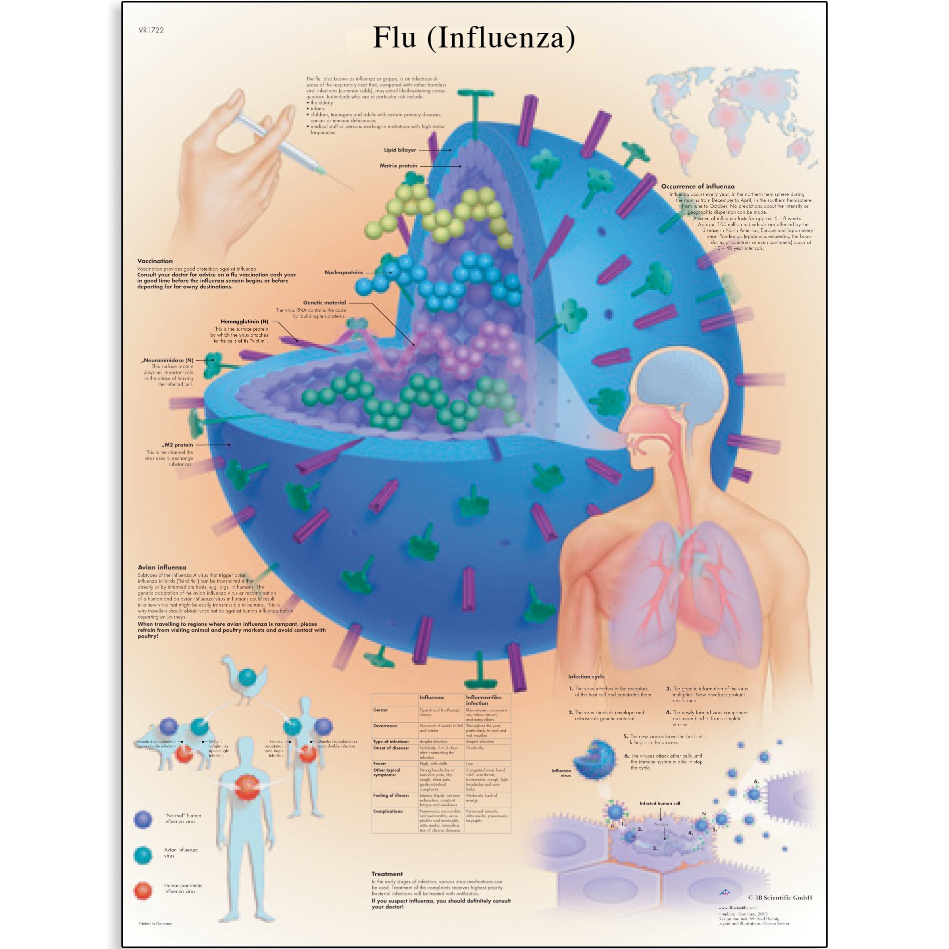 3B Scientific VR1722UU Glossy Paper Flu (Influenza) Anatomical Chart, Poster Size 20" Width x 26" Height