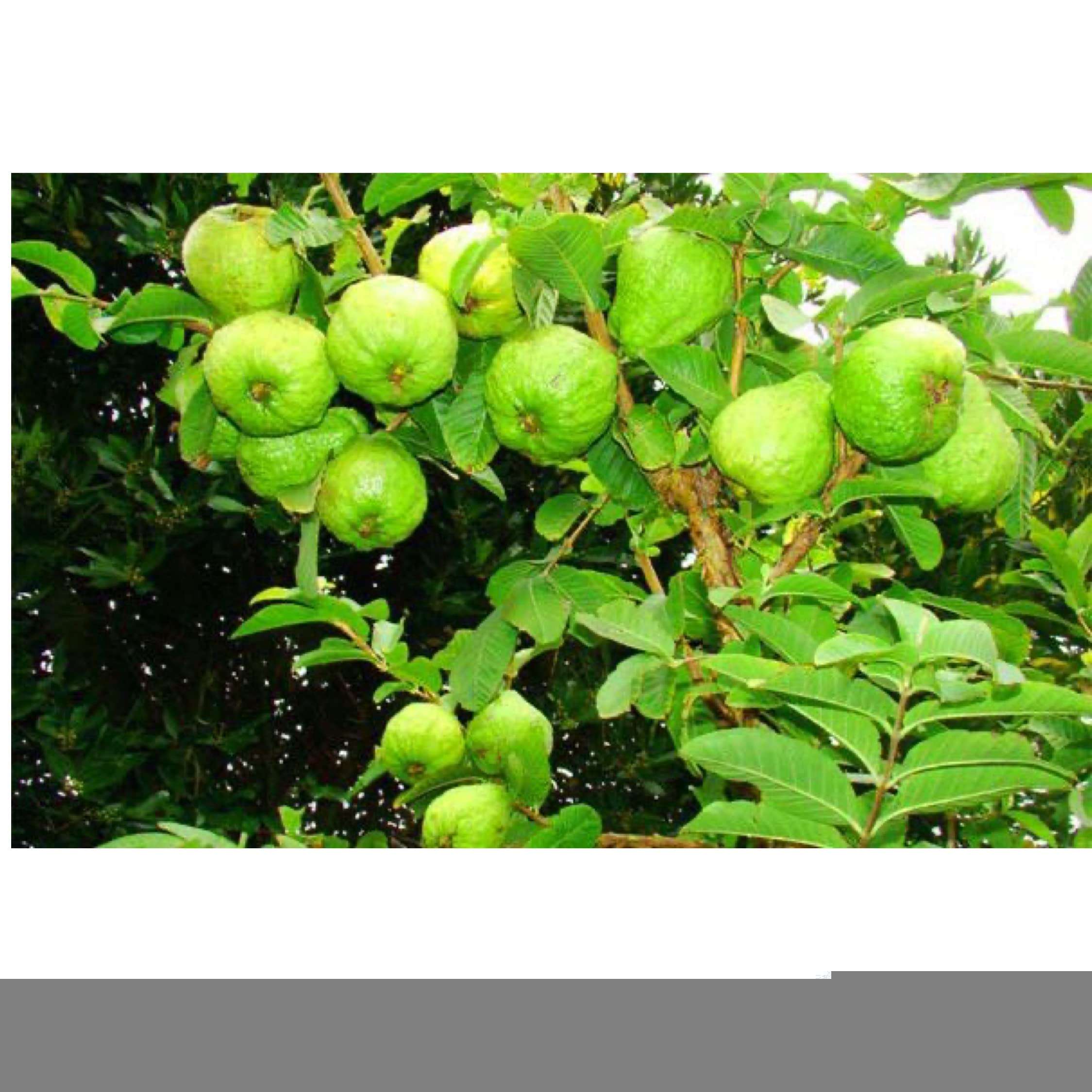 Sansar Agro® All fruits Food, Essential Organic Fertilizer for fruit Plants, Double Filtered with All Required Nutrients and Active Micro-Organism for heavy flowering (5 kg) 6