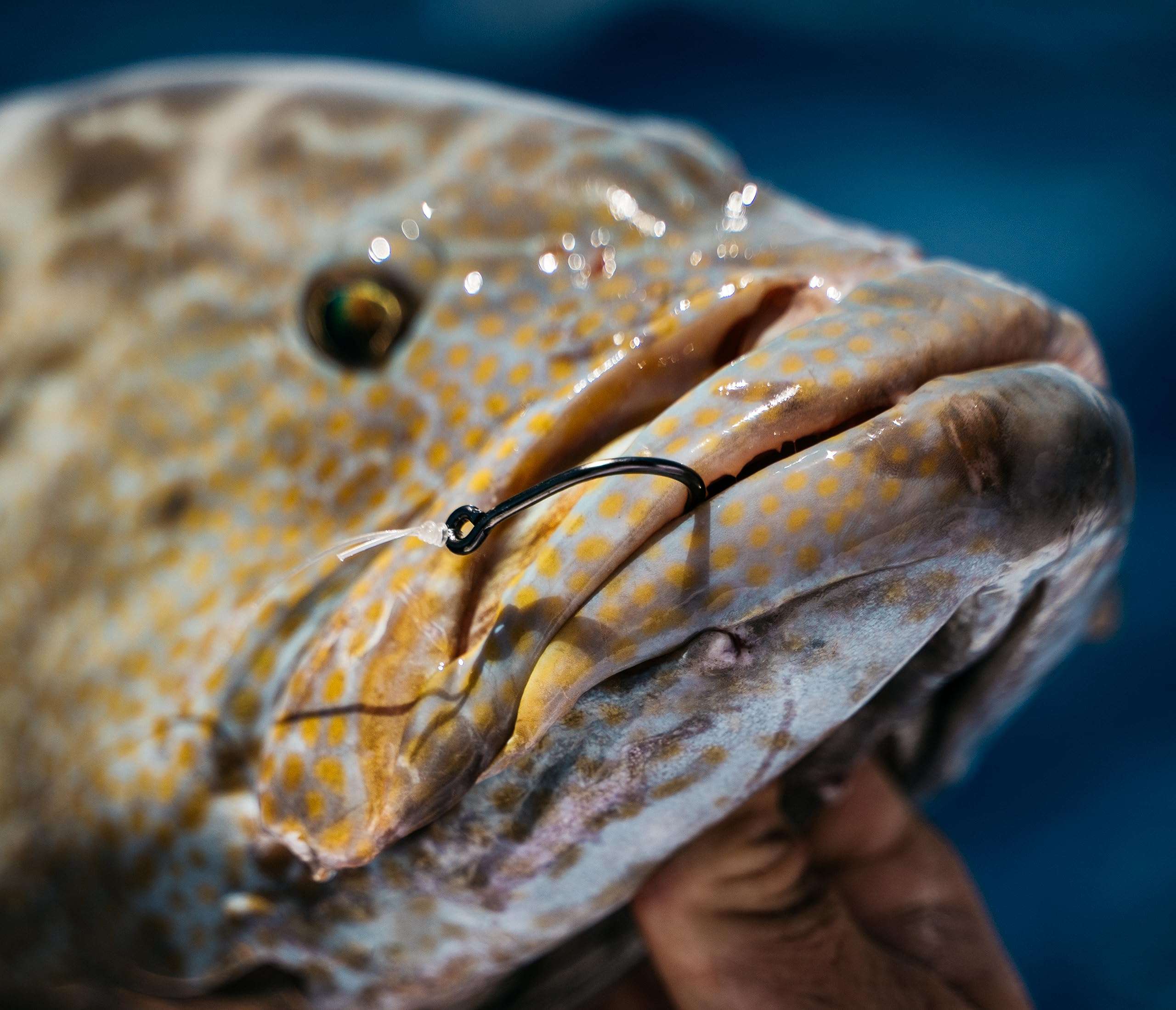 Mustad Demon Offset Circle, 1X Strong - Black Nickel-Size 8/0 - Pack of 25 5